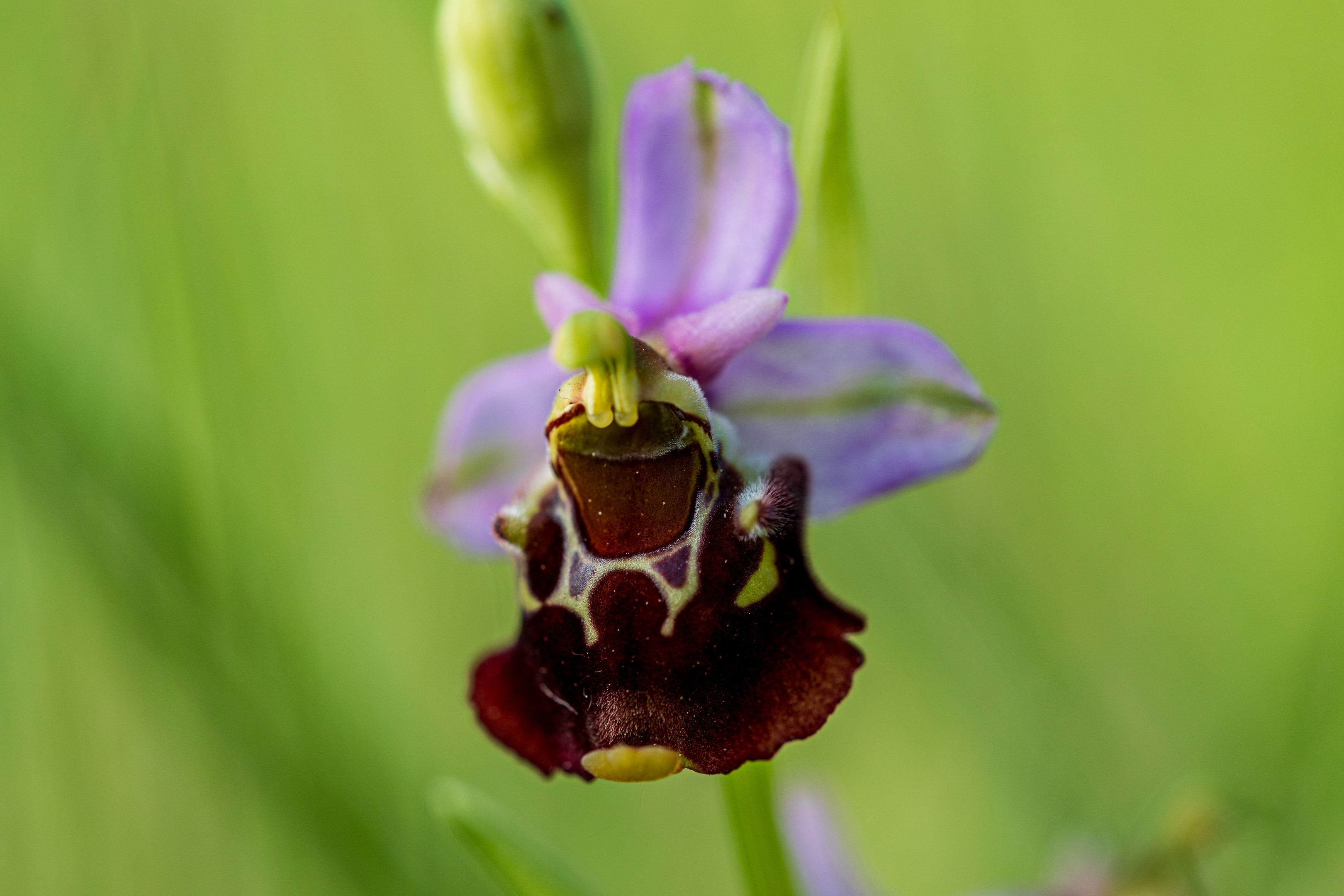 Hummelragwurz (Ophrys holoserica)