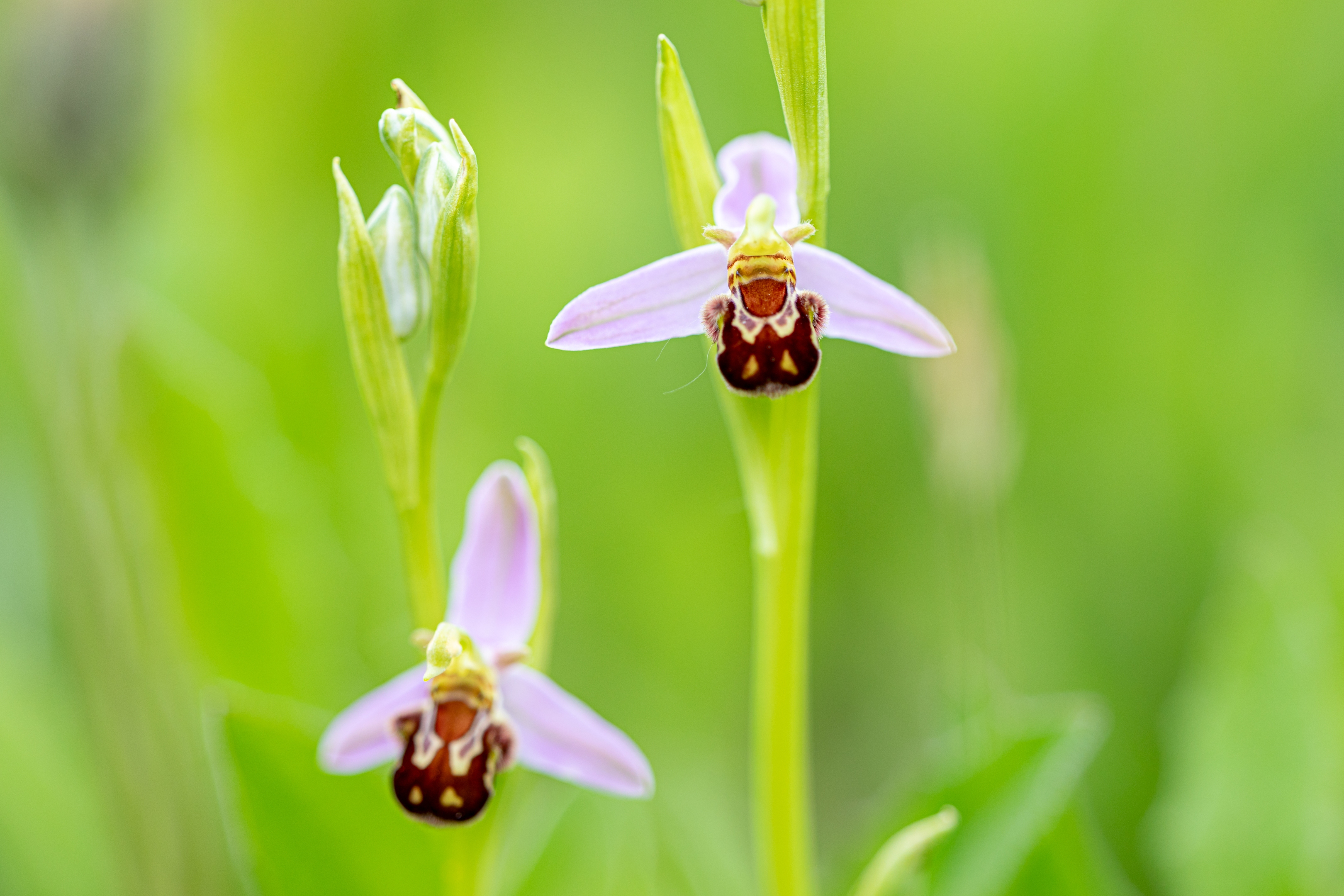 Bienenragwurz (Ophrys apifera)