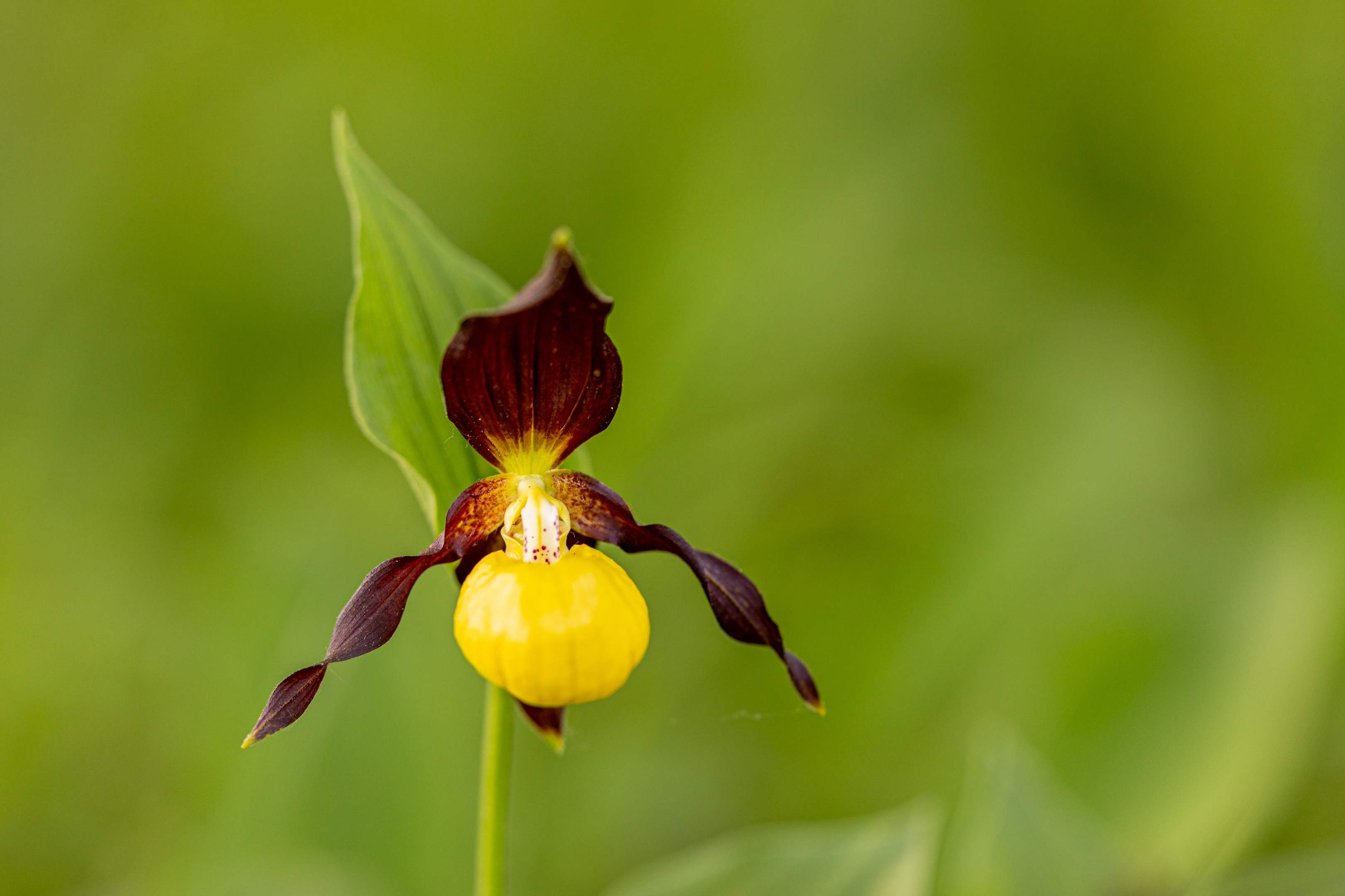 Frauenschuh (Cypripedium calceolus)