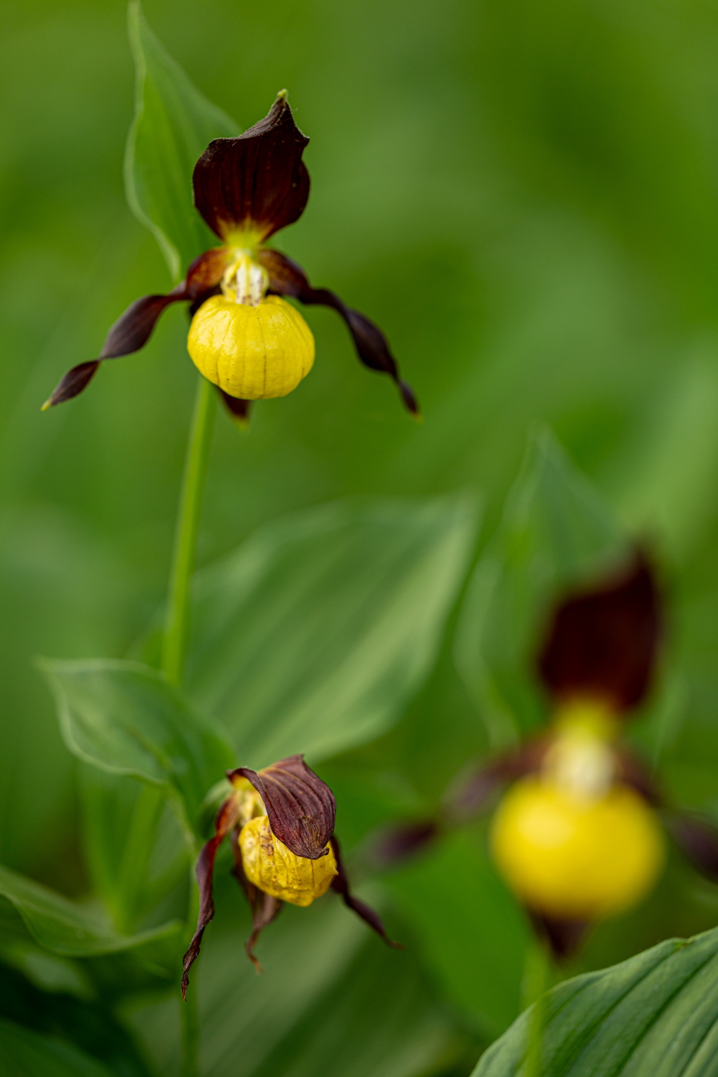 Frauenschuh (Cypripedium calceolus)