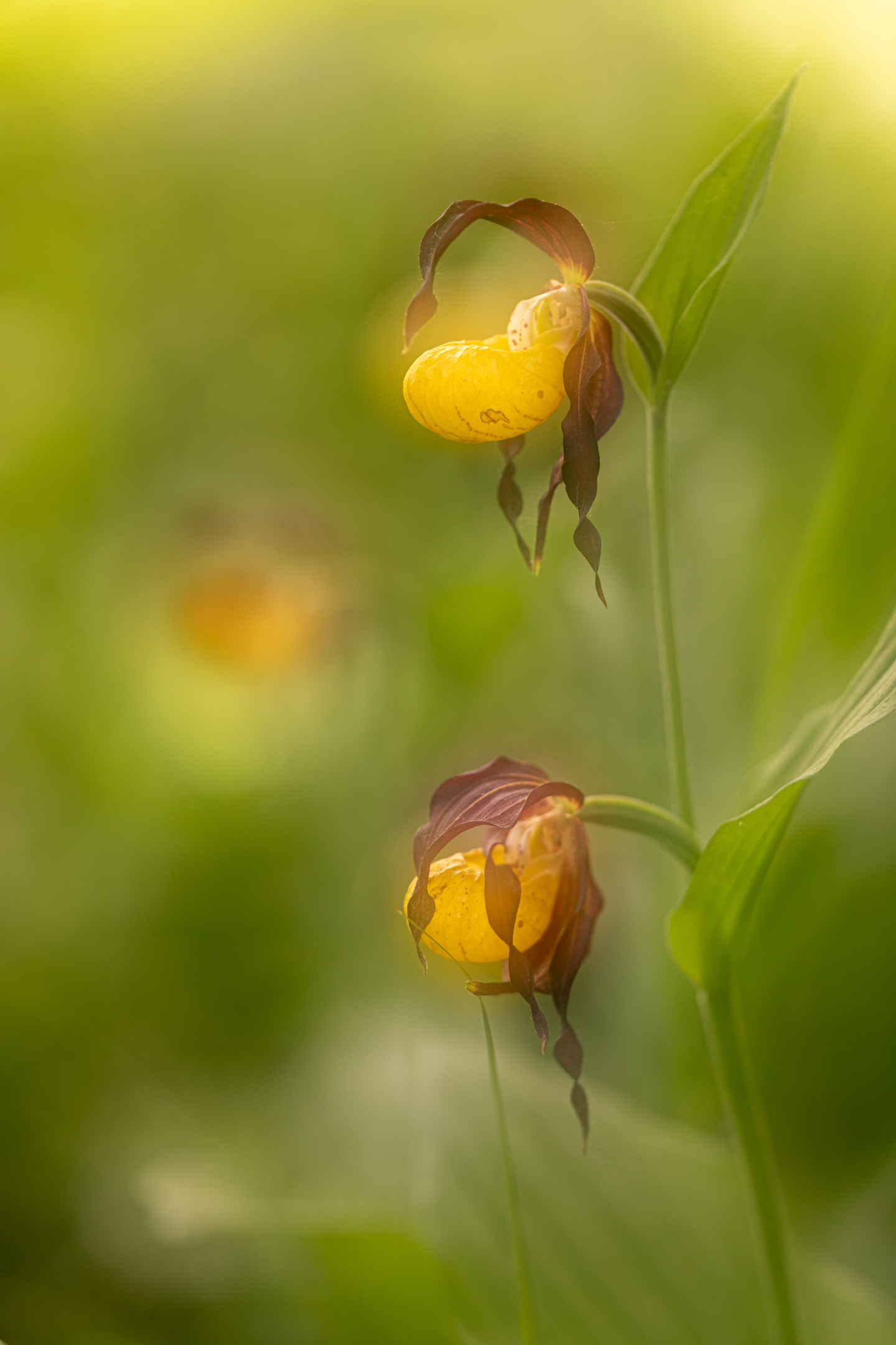 Frauenschuh (Cypripedium calceolus)