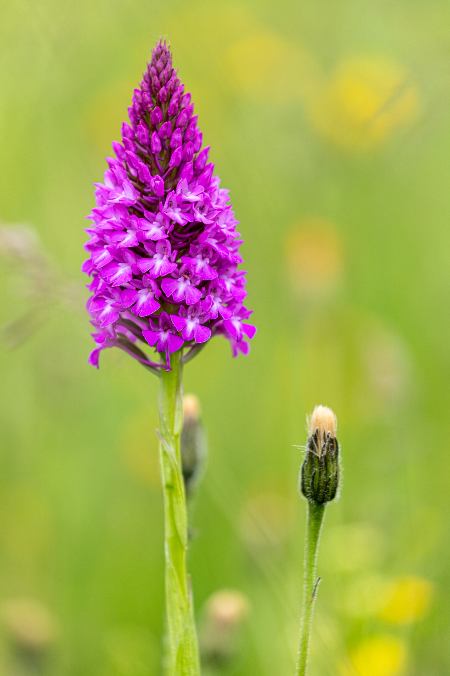 Pyramidenhundswurz (Anacamptis pyramidalis)