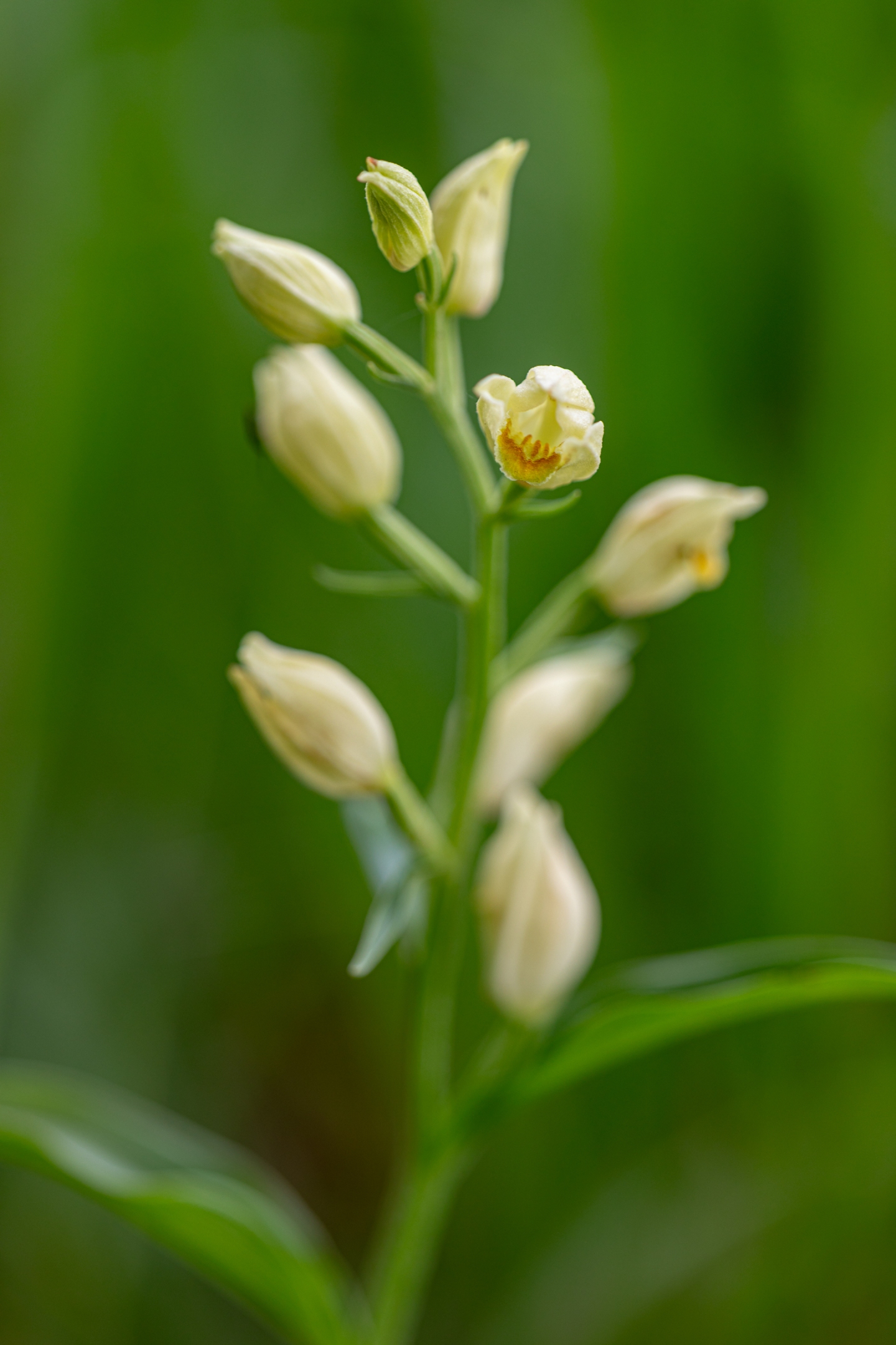 Weisses Waldvögelein (Cephalanthera damasonium)