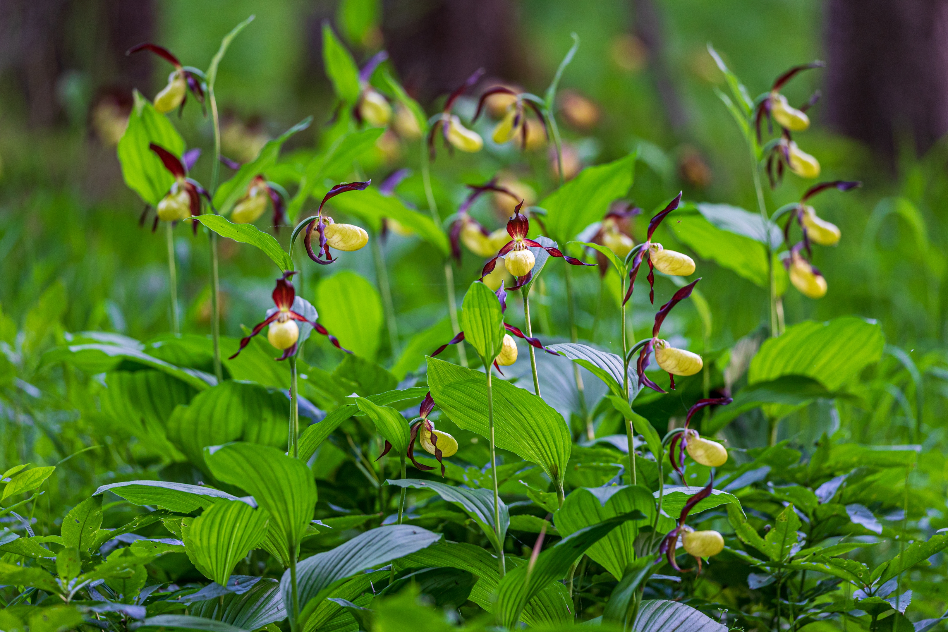 Frauenschuh (Cypripedium calceolus)