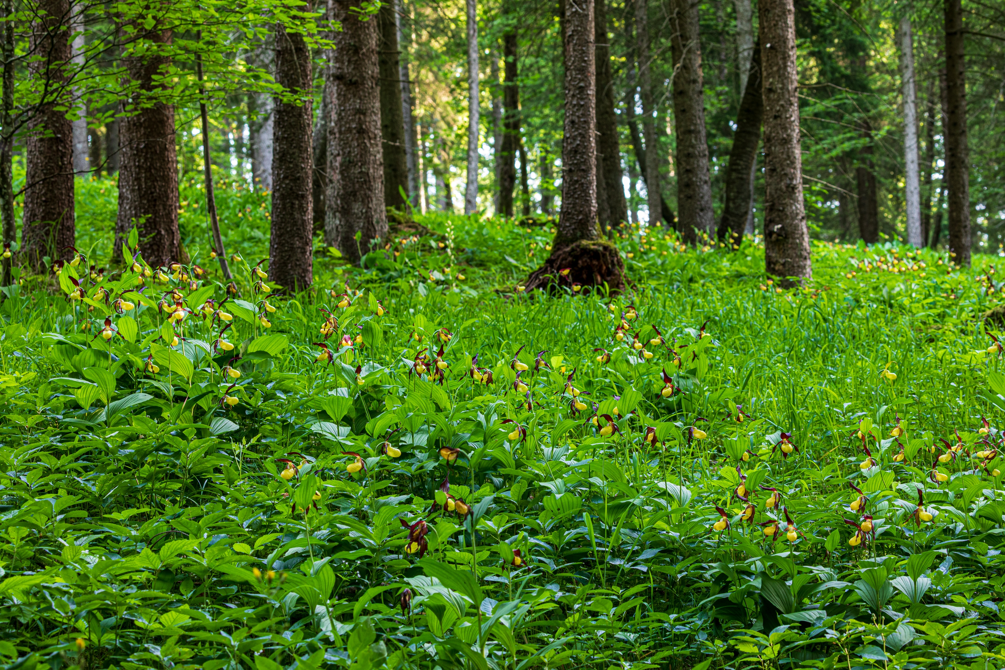 Frauenschuh (Cypripedium calceolus)