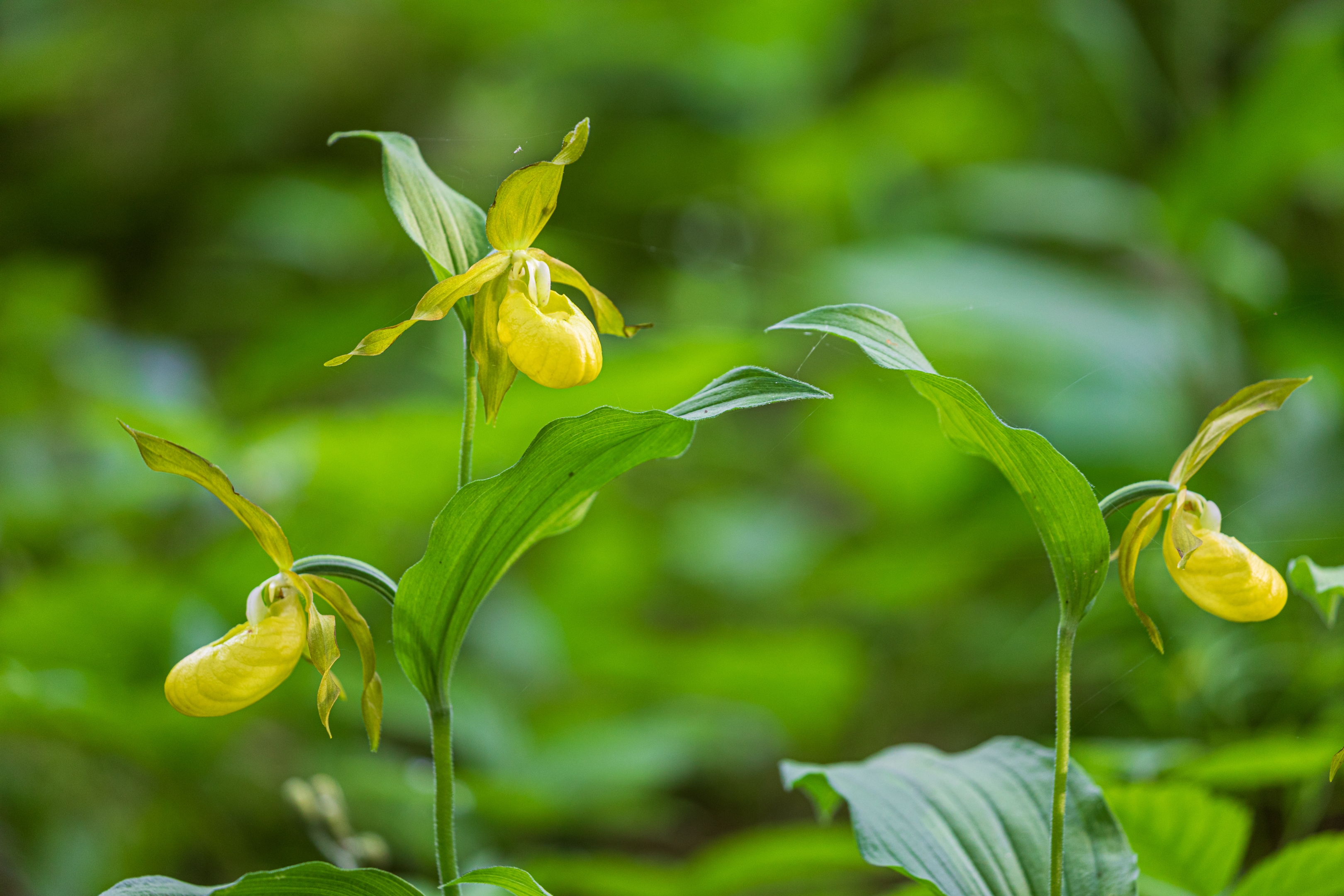 Frauenschuh (Cypripedium calceolus)