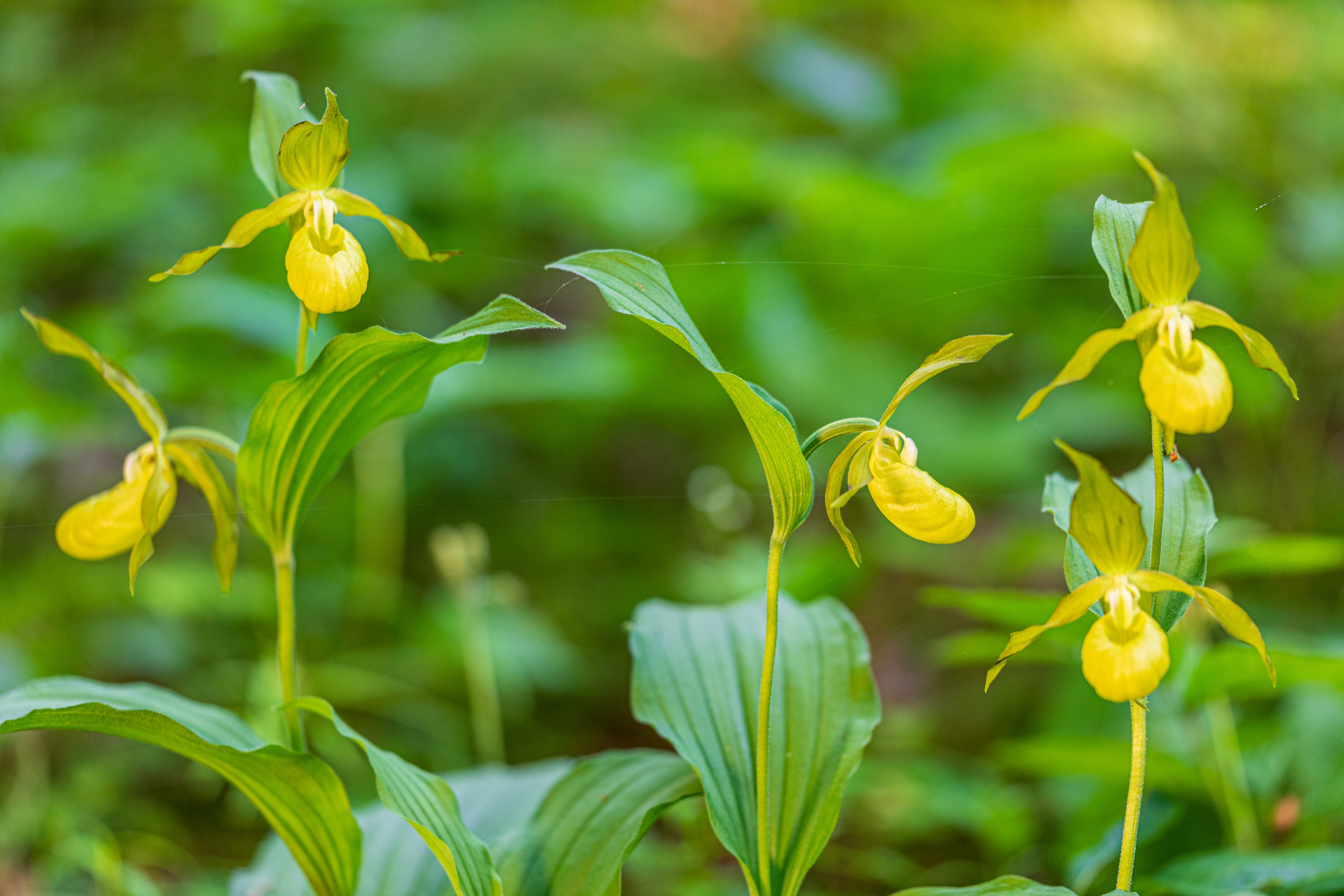 Frauenschuh (Cypripedium calceolus)