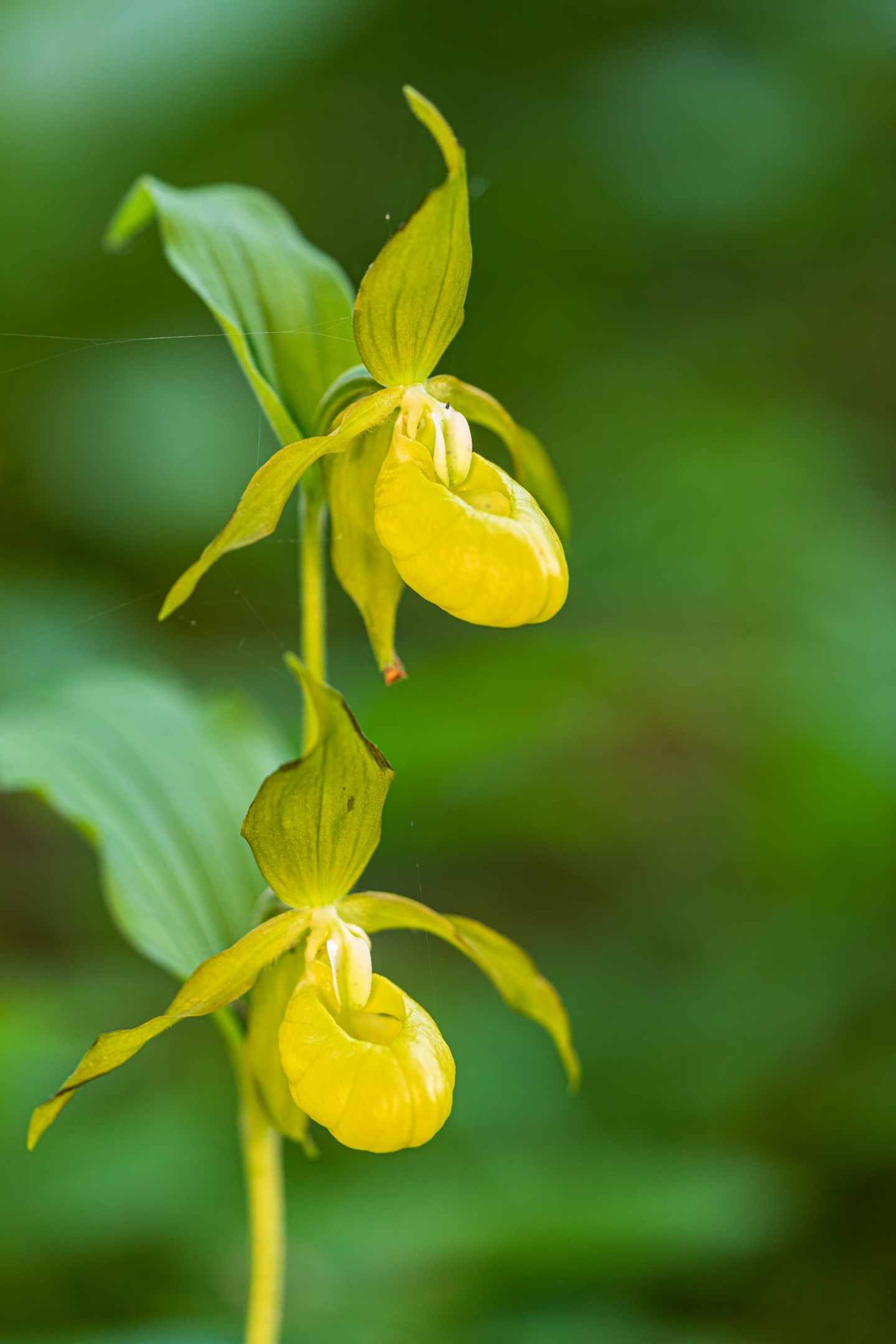 Frauenschuh (Cypripedium calceolus)