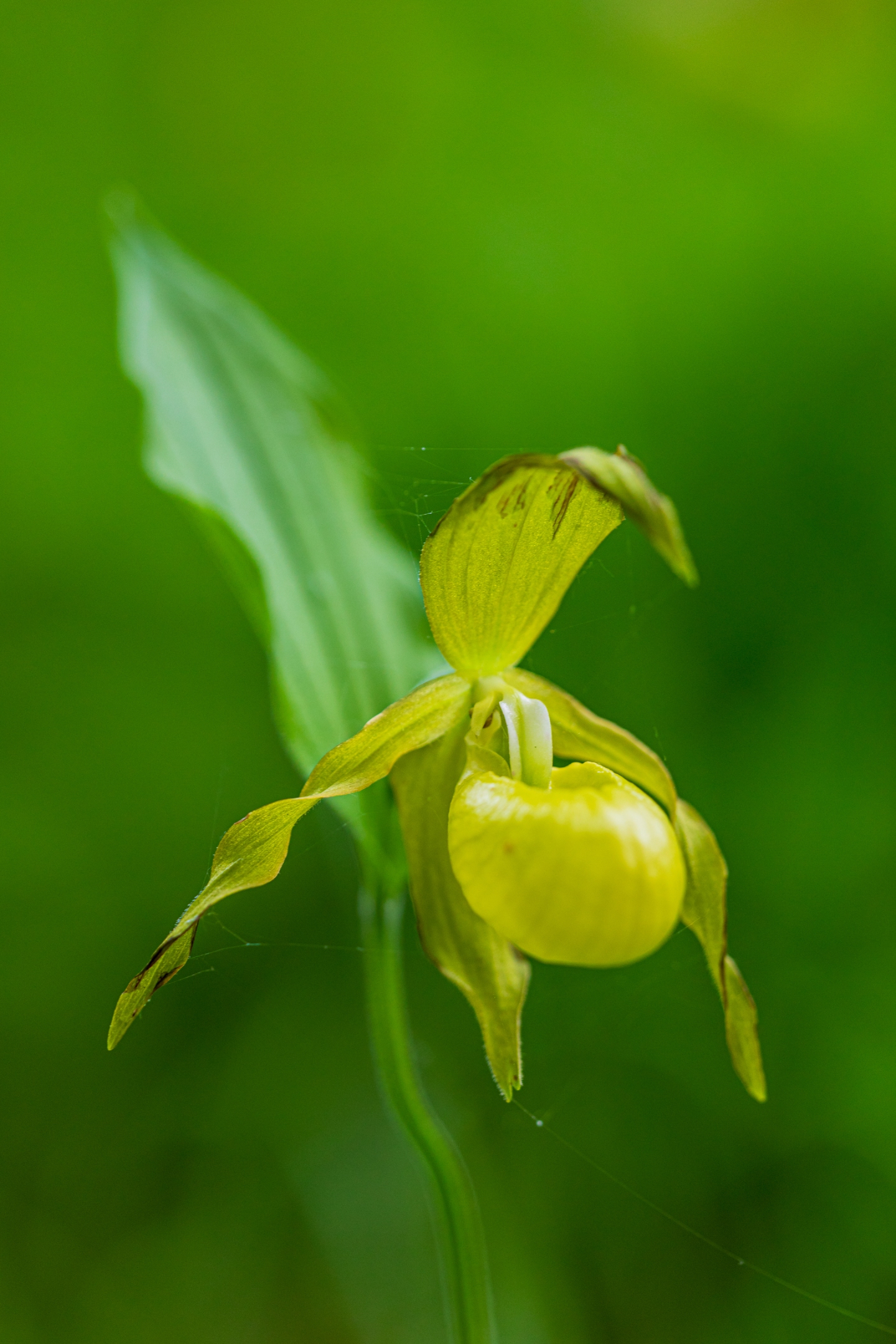 Frauenschuh (Cypripedium calceolus)