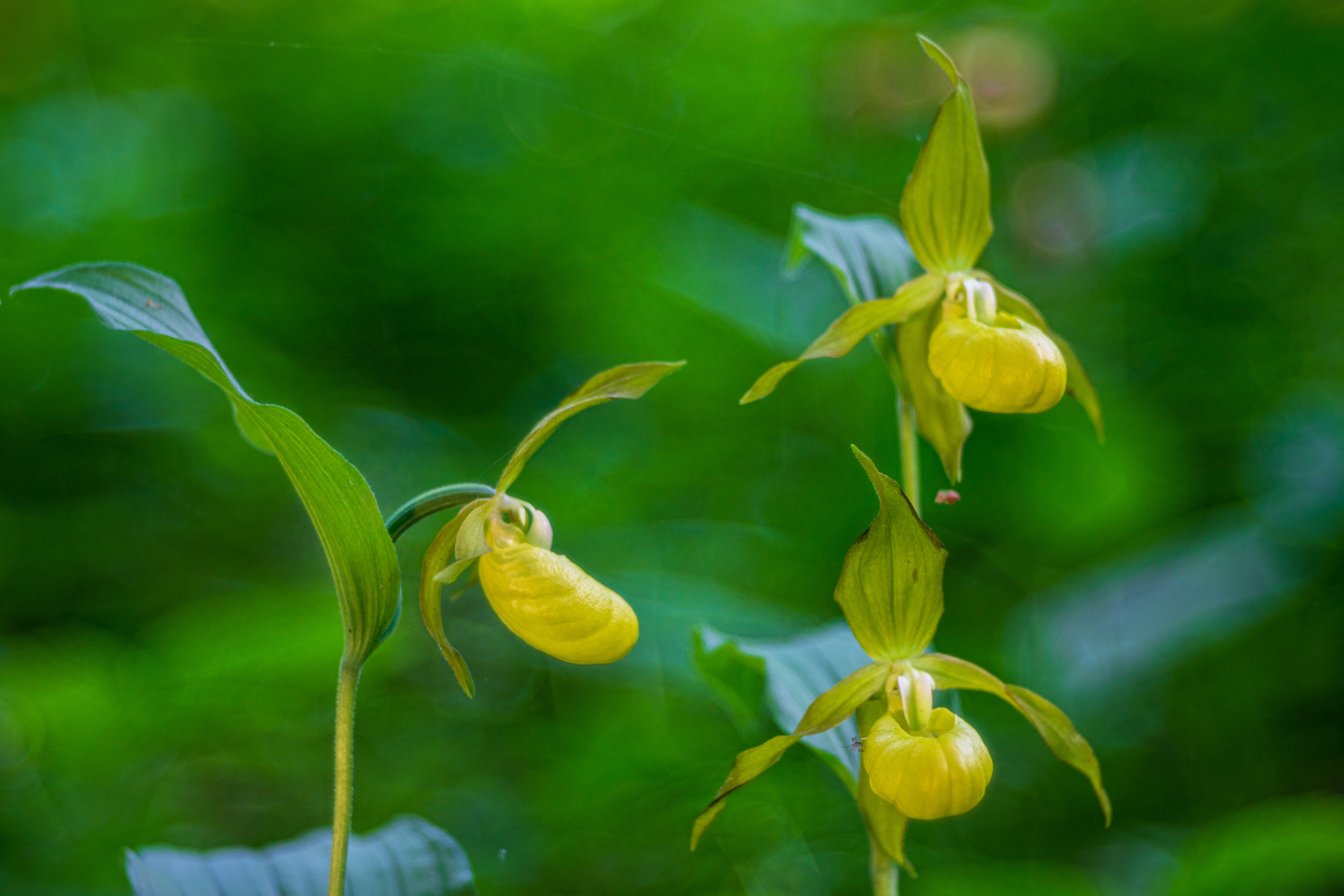 Frauenschuh (Cypripedium calceolus)