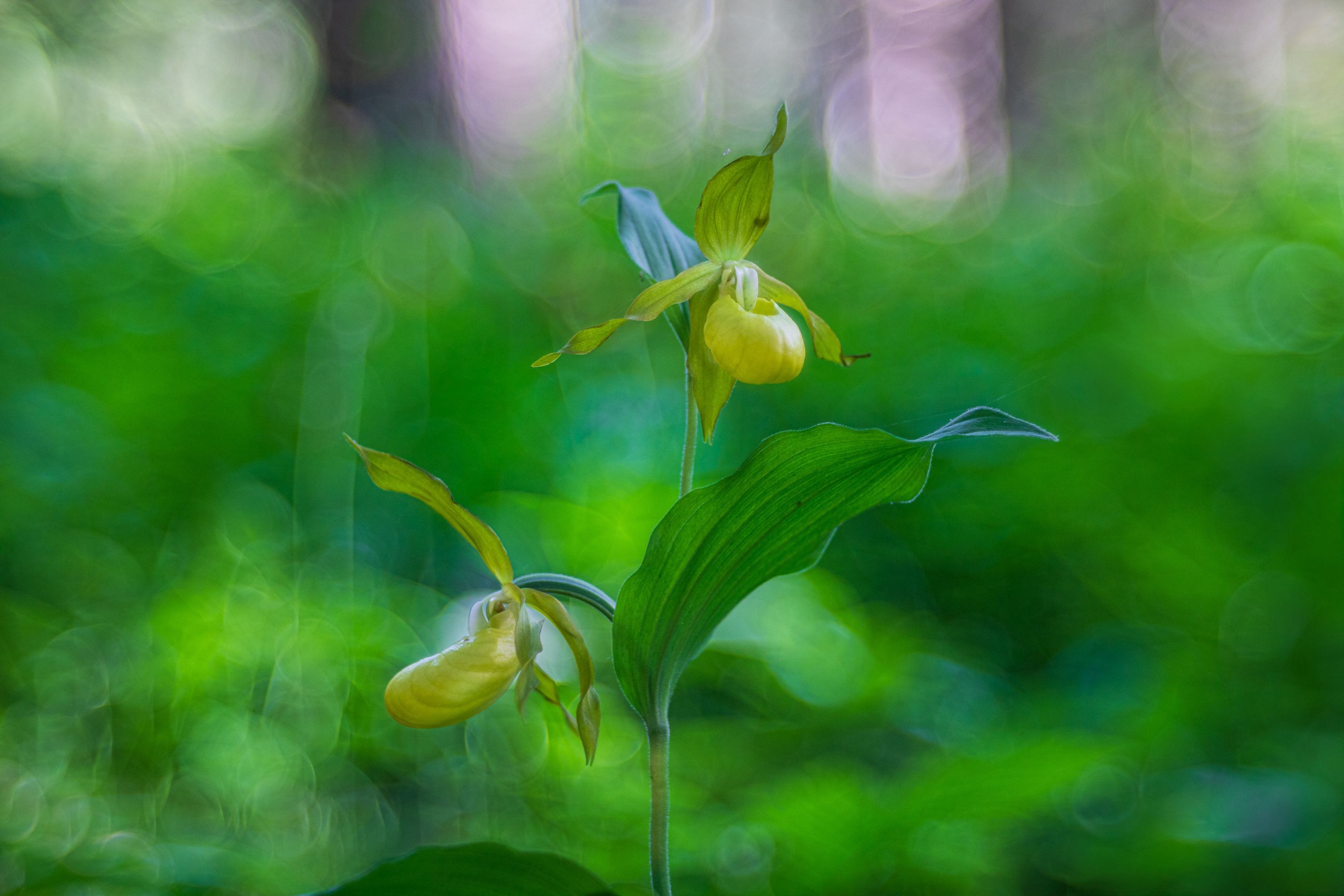 Frauenschuh (Cypripedium calceolus)