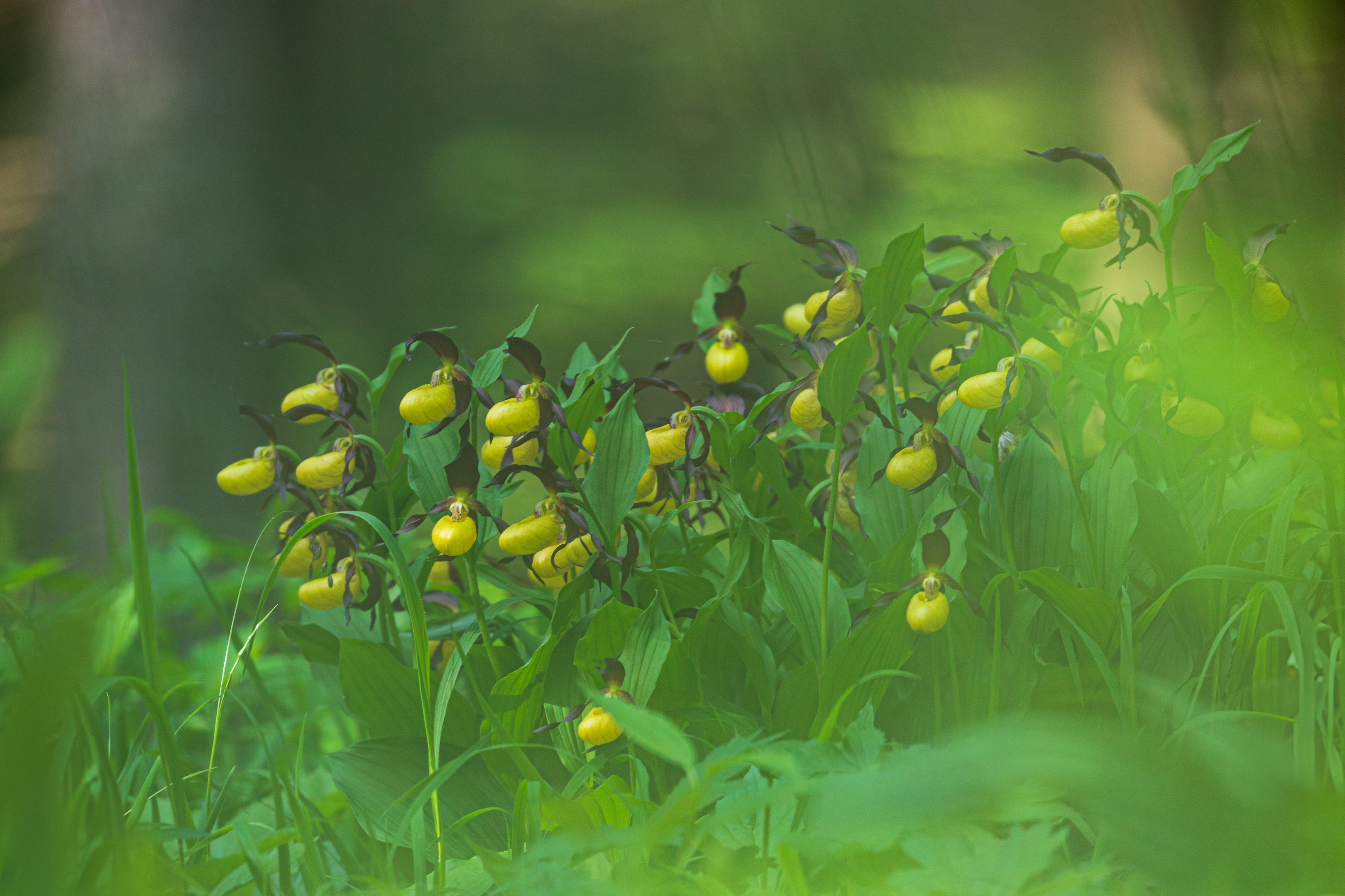 Frauenschuh (Cypripedium calceolus)
