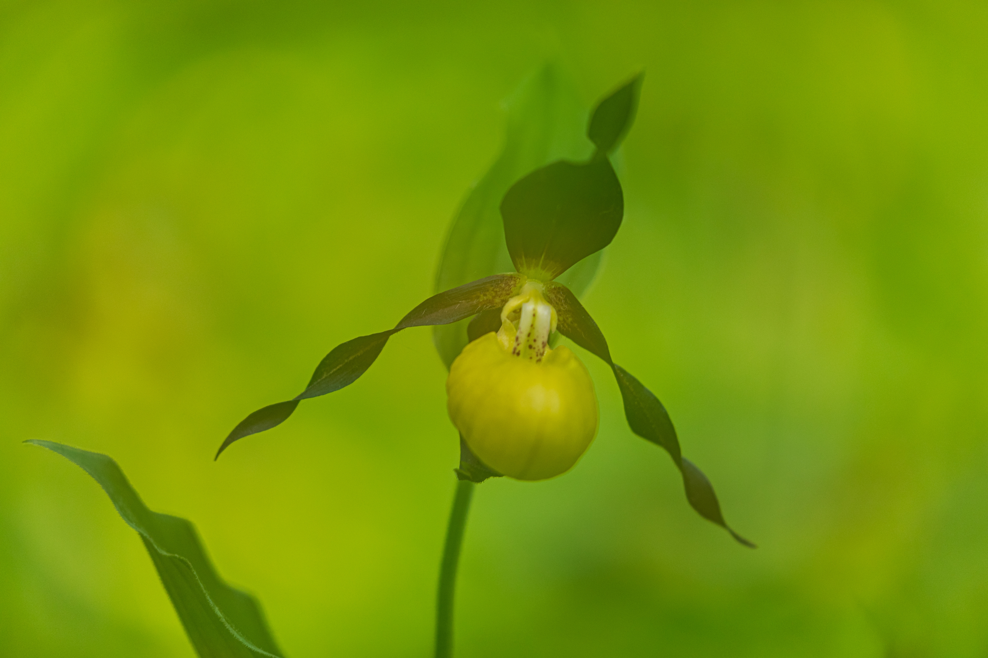 Frauenschuh (Cypripedium calceolus)