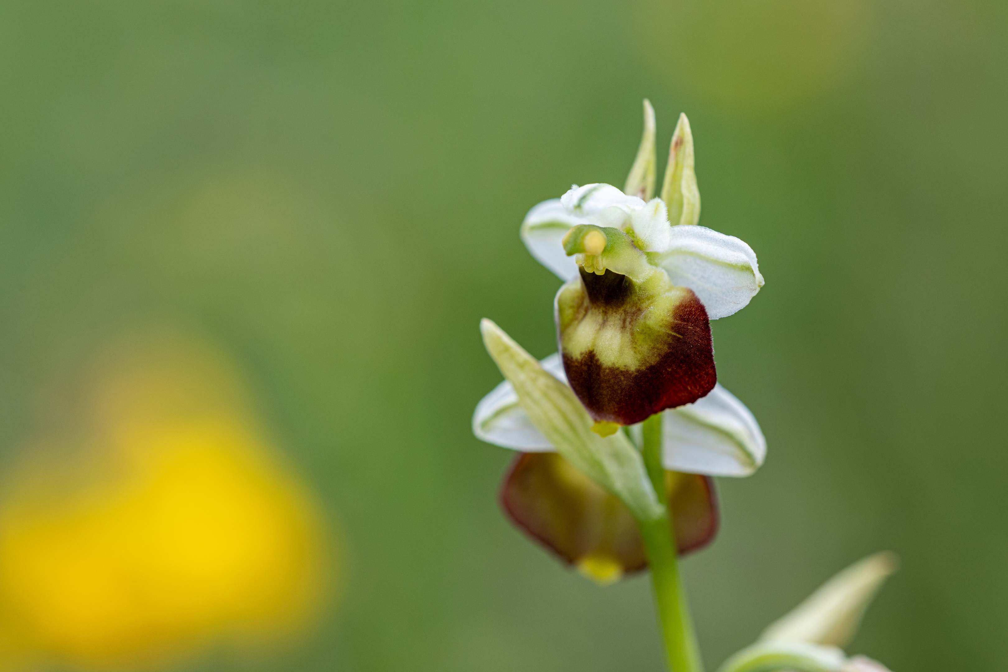 Hummelragwurz Hybride (Ophrys x holoserica)