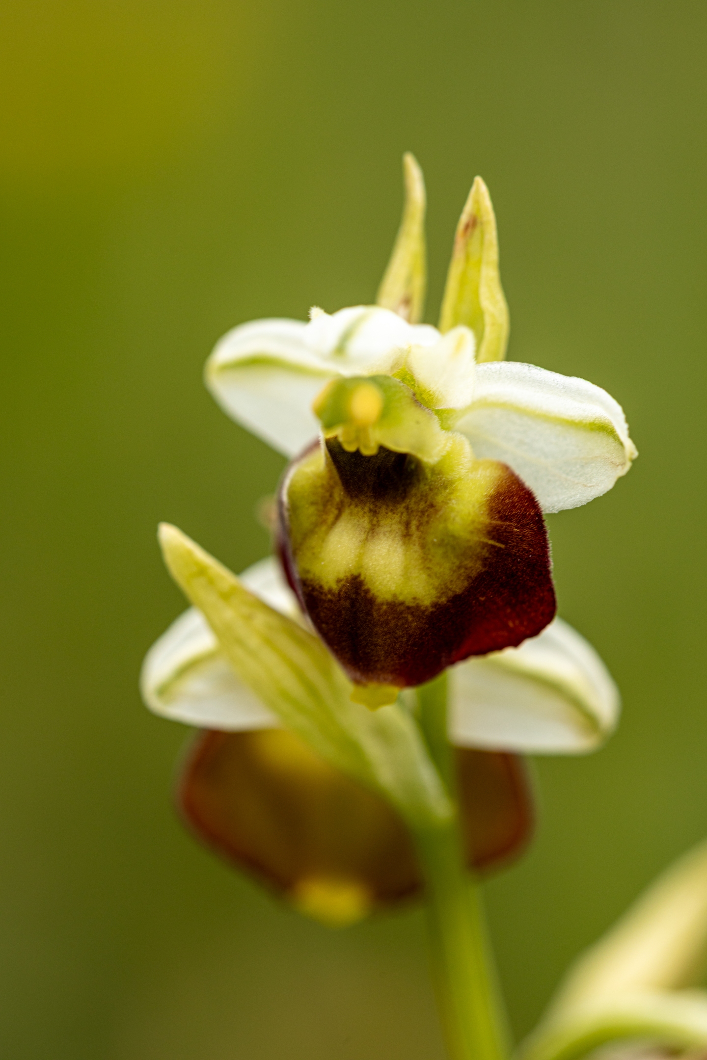 Hummelragwurz Hybride (Ophrys x holoserica)
