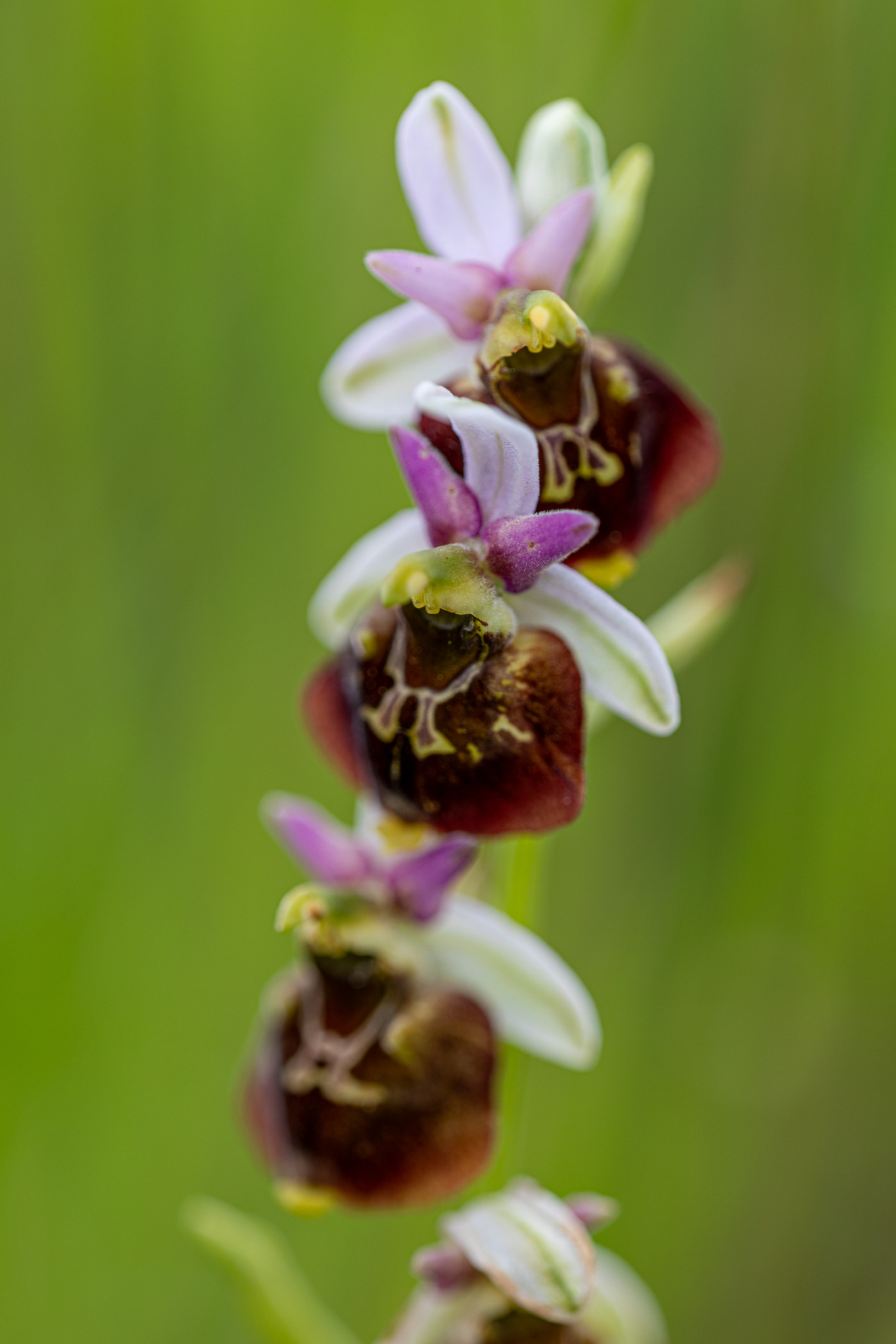 Hummelragwurz (Ophrys holoserica)