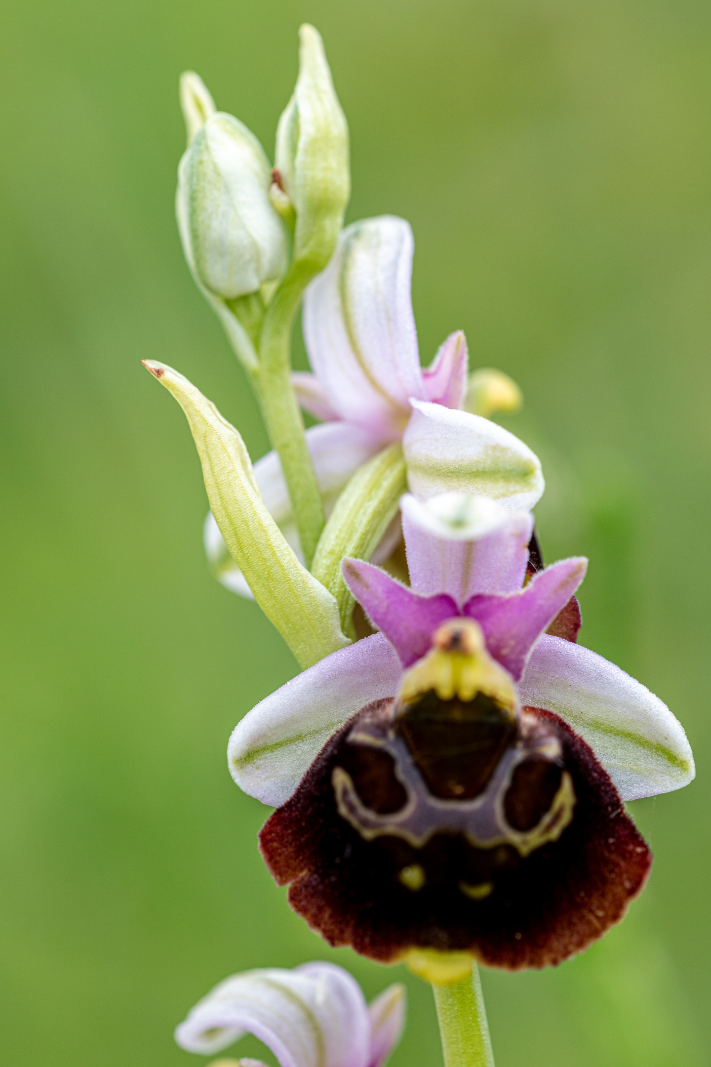 Hummelragwurz (Ophrys holoserica)