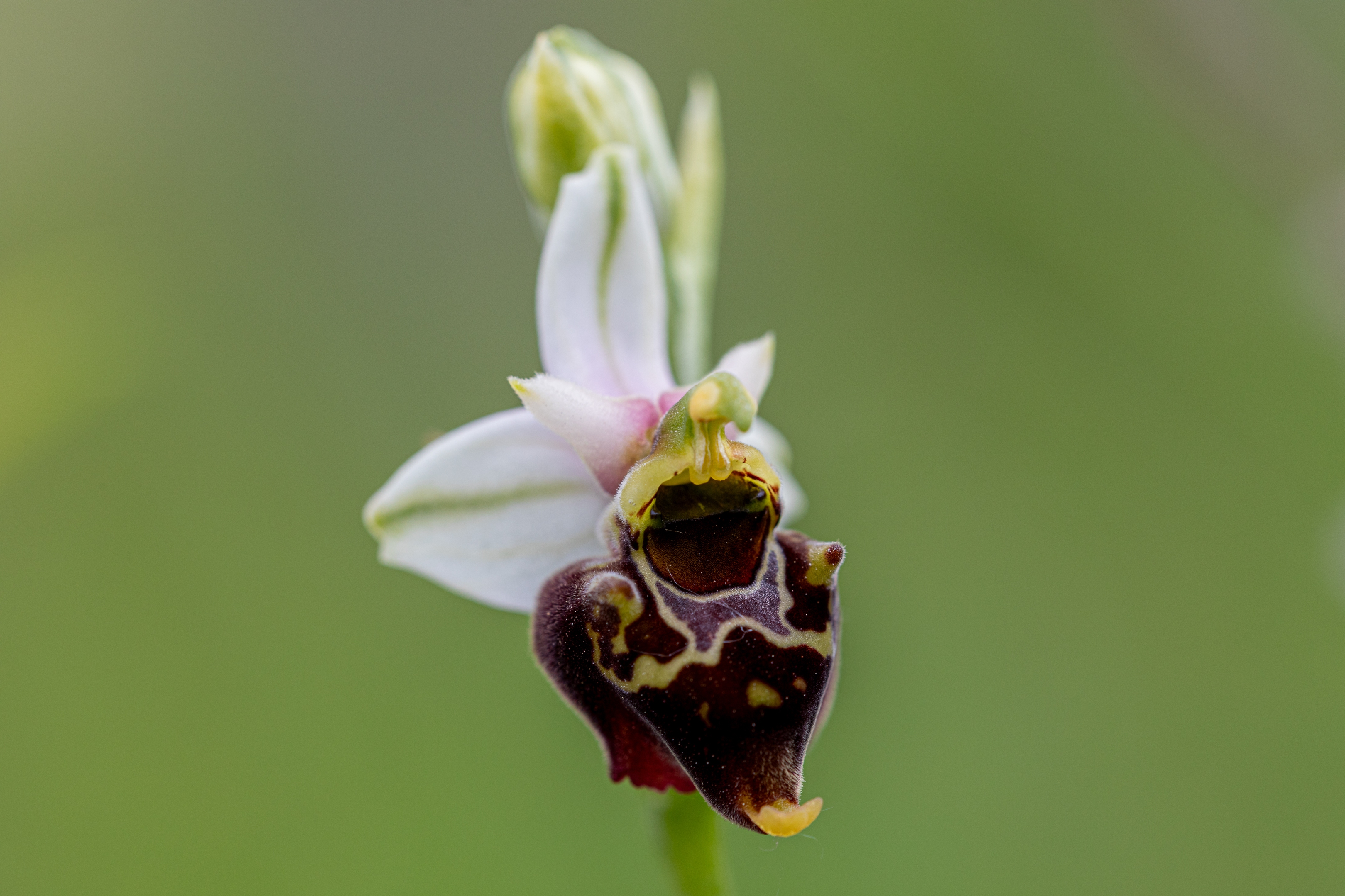 Hummelragwurz (Ophrys holoserica)