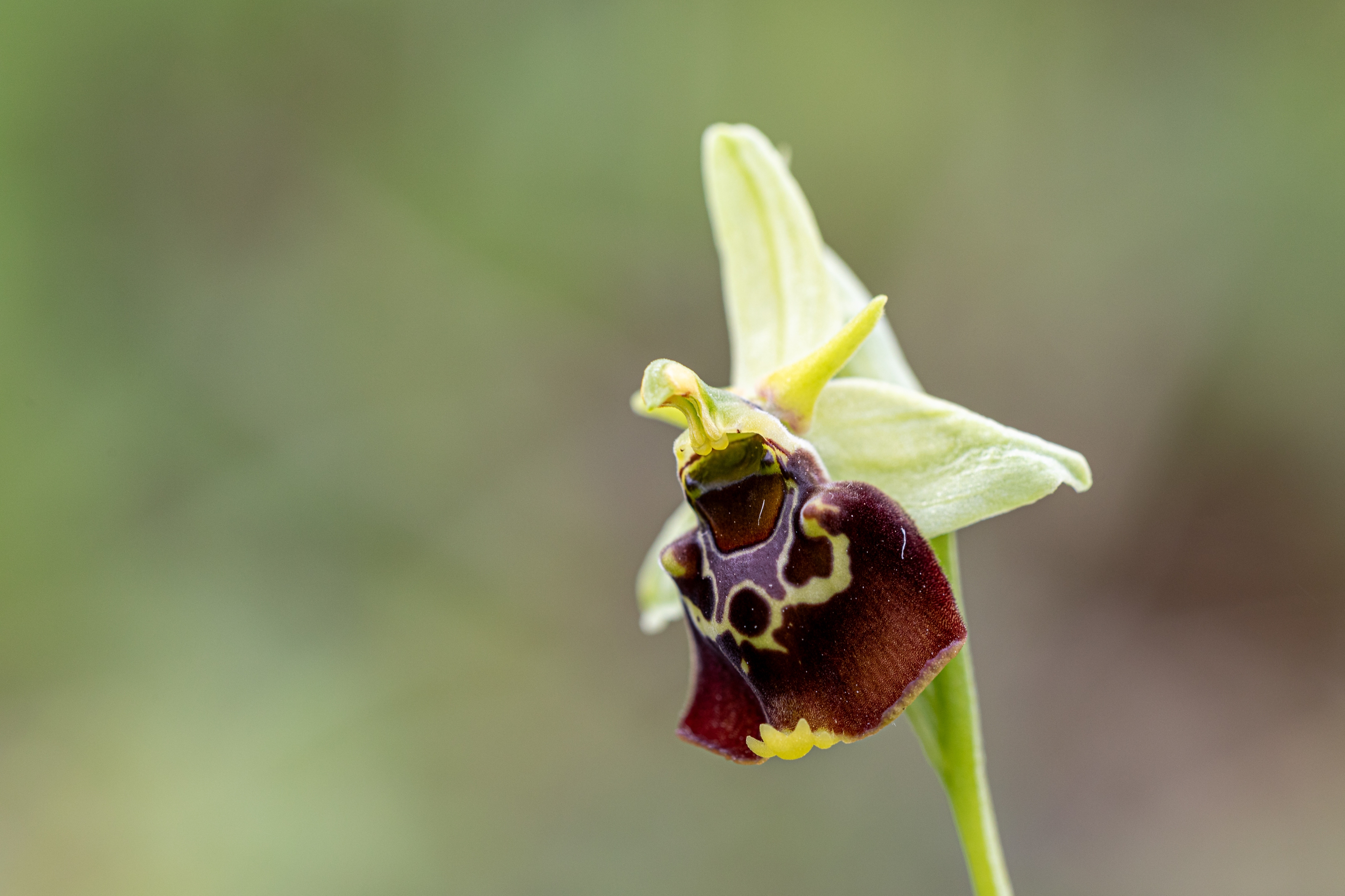 Hummelragwurz (Ophrys holoserica)