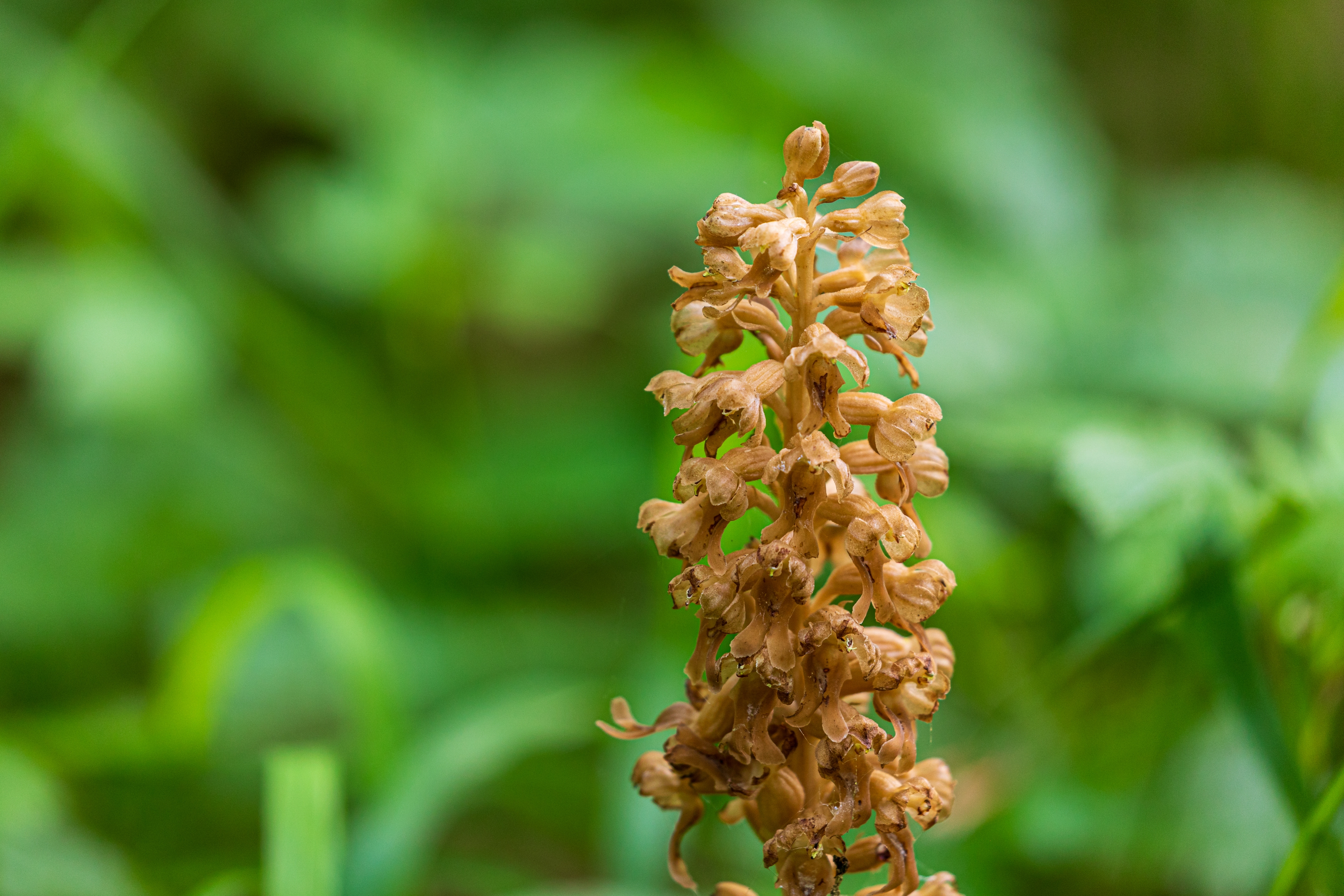 Vogelnestwurz (Neottia nidus-avis)