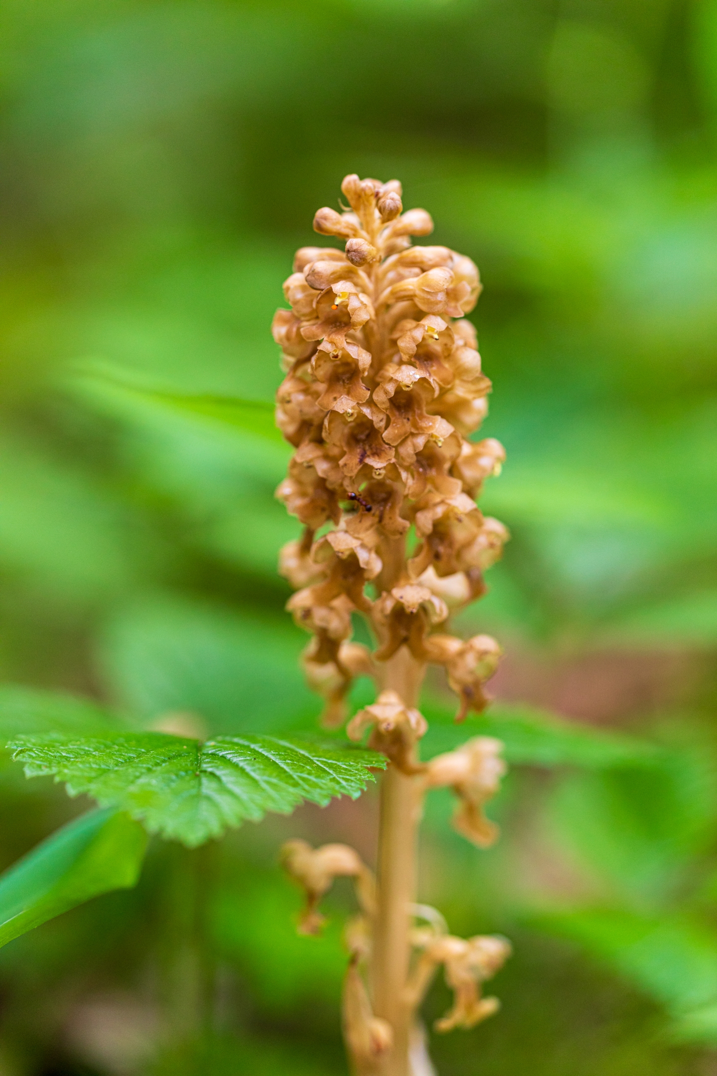 Vogelnestwurz (Neottia nidus-avis)
