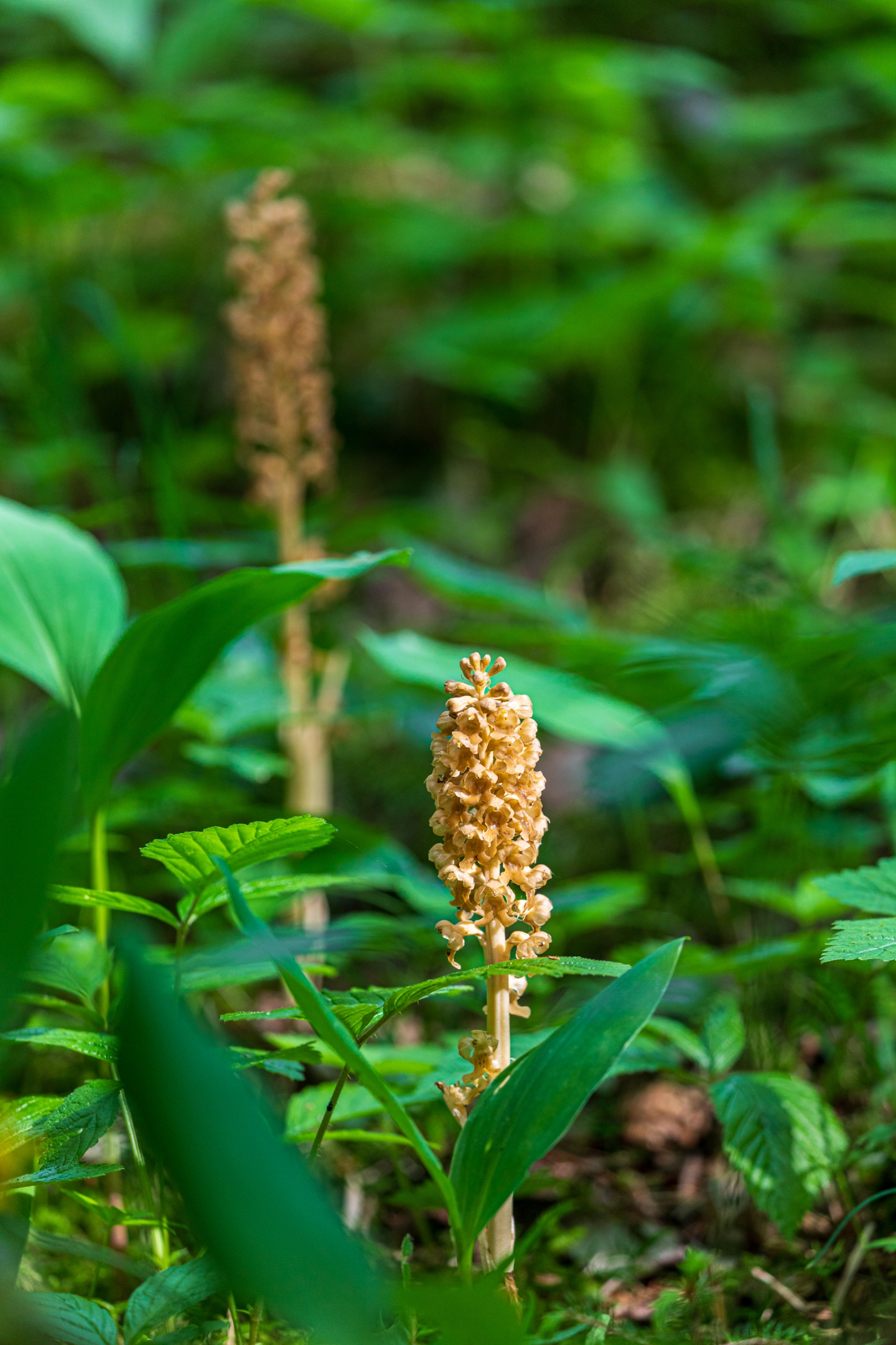 Vogelnestwurz (Neottia nidus-avis)