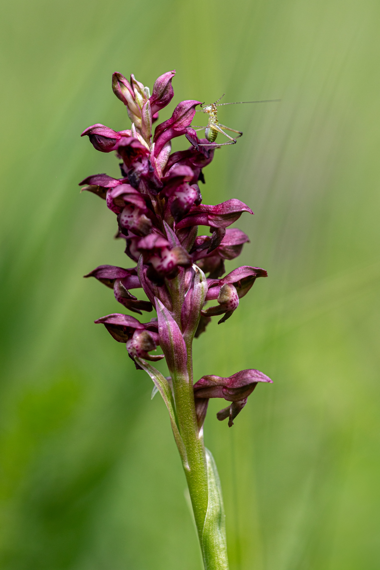 Wanzen-Knabenkraut (Orchis coriophora)