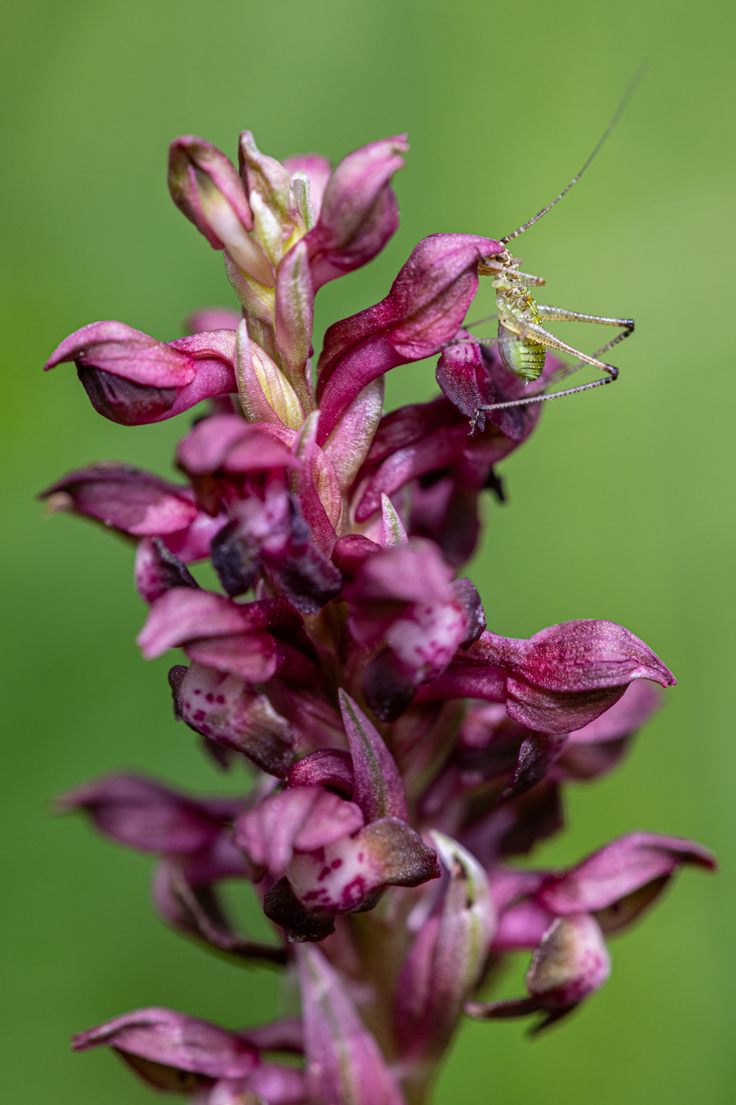 Wanzen-Knabenkraut (Orchis coriophora)