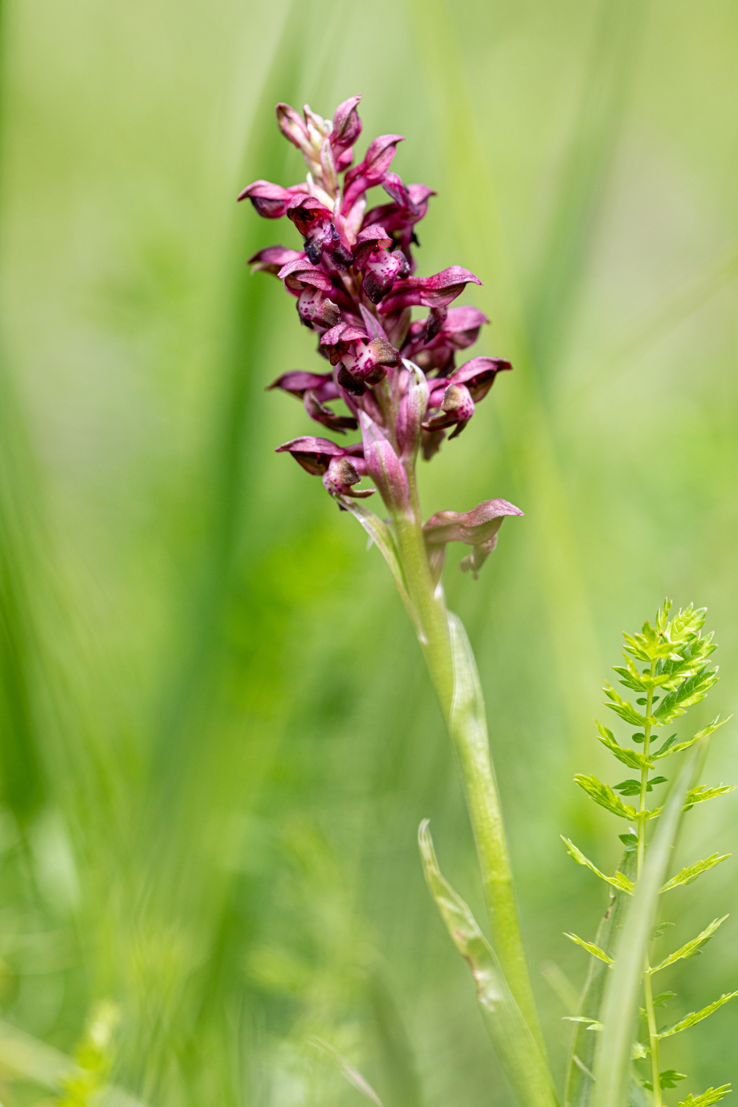 Wanzen-Knabenkraut (Orchis coriophora)