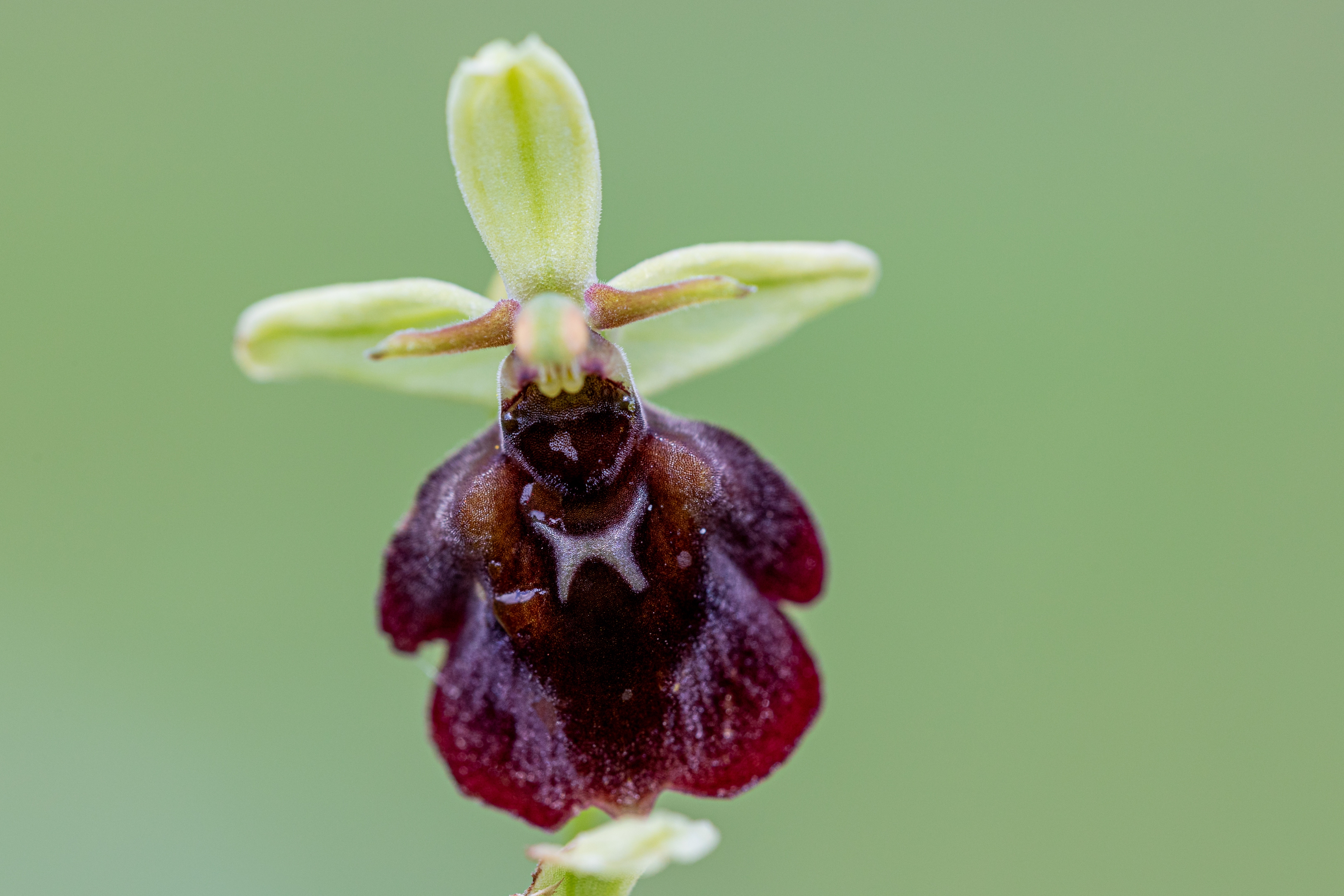 Große Spinnenragwurz (Ophrys sphegodes)