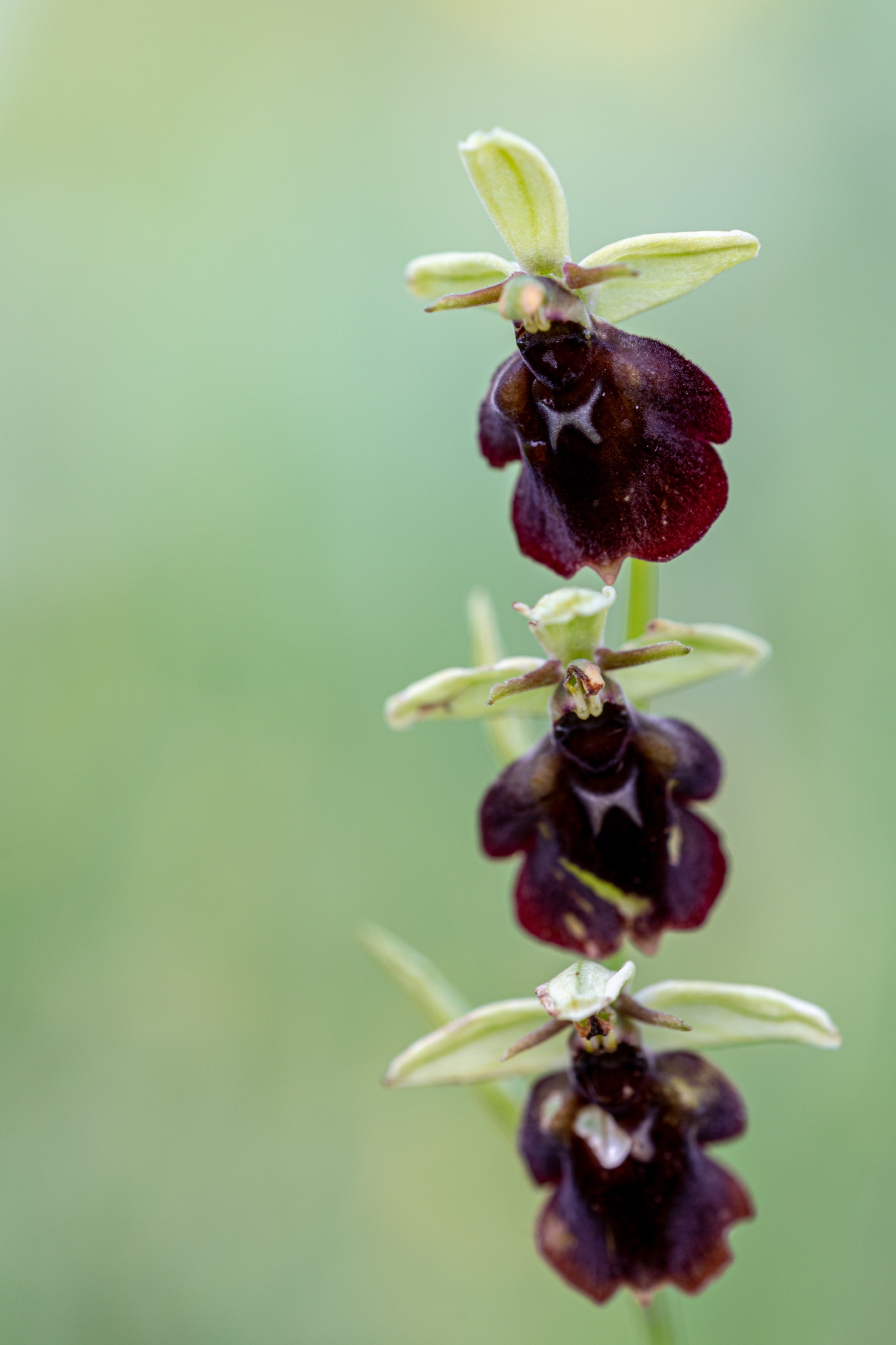Große Spinnenragwurz (Ophrys sphegodes)