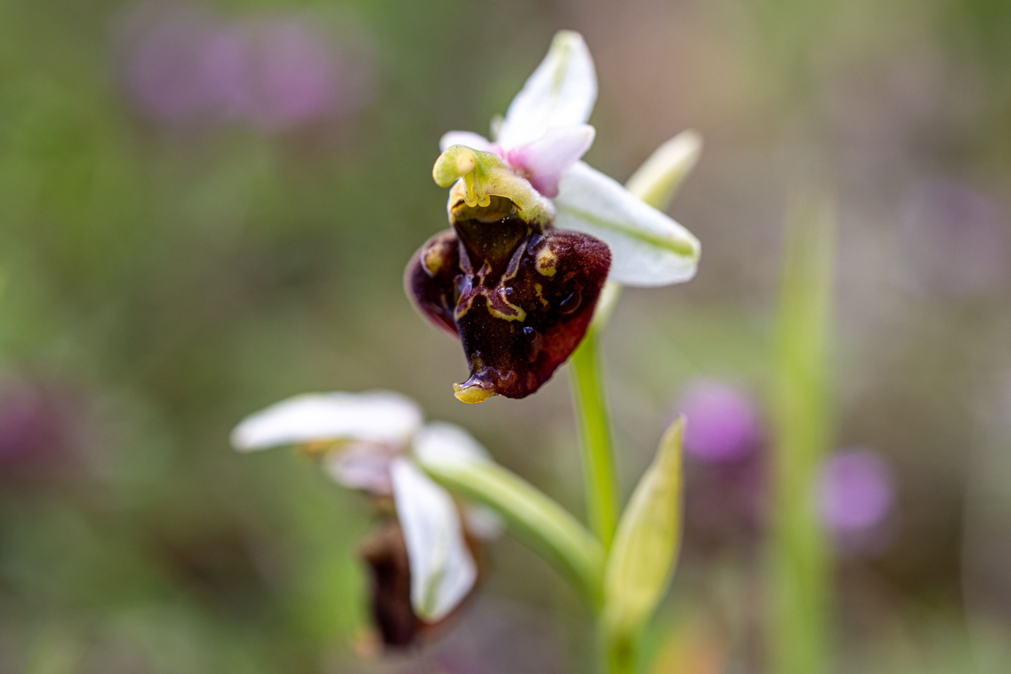 Große Spinnenragwurz (Ophrys sphegodes)