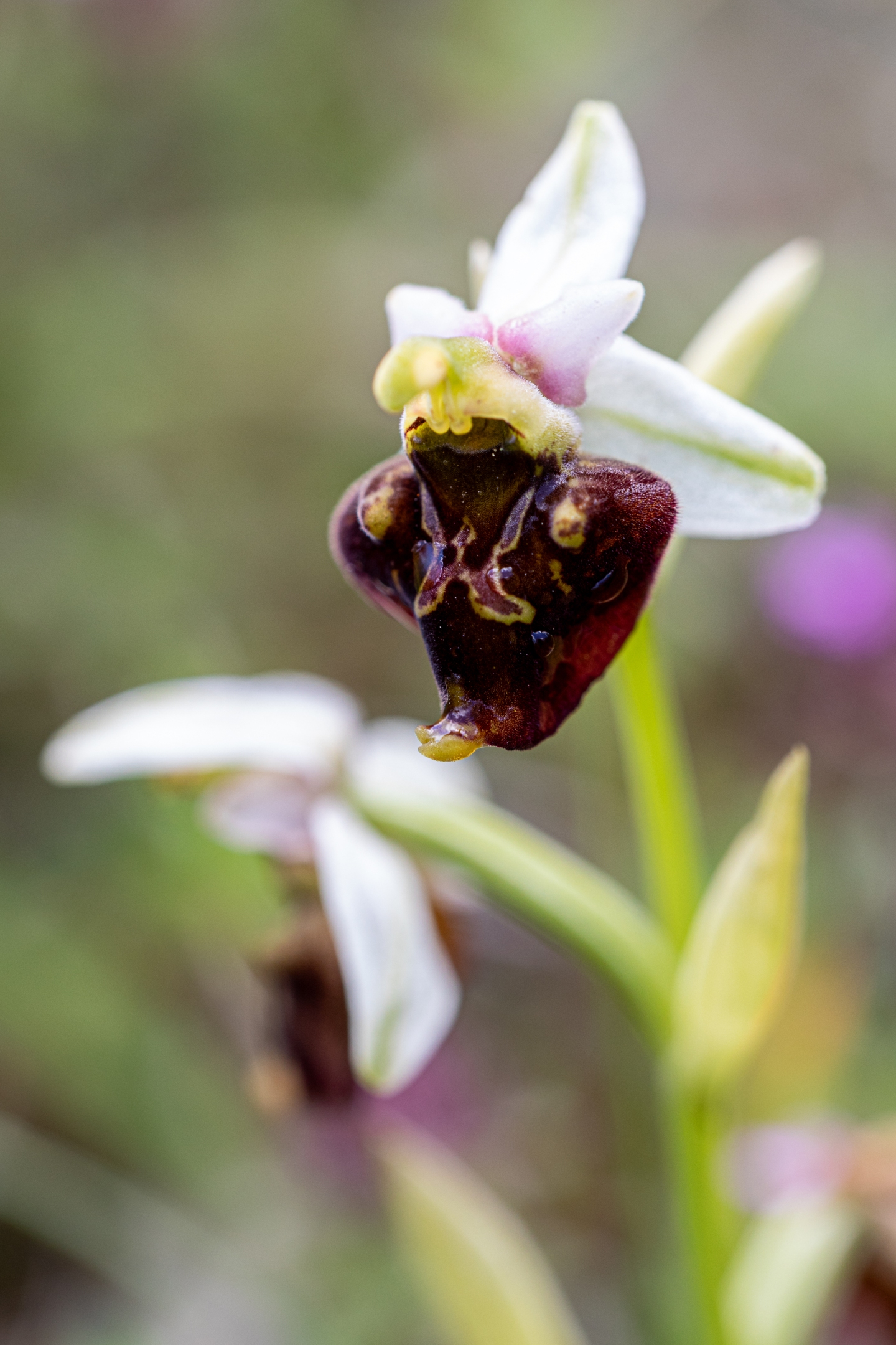 Große Spinnenragwurz (Ophrys sphegodes)