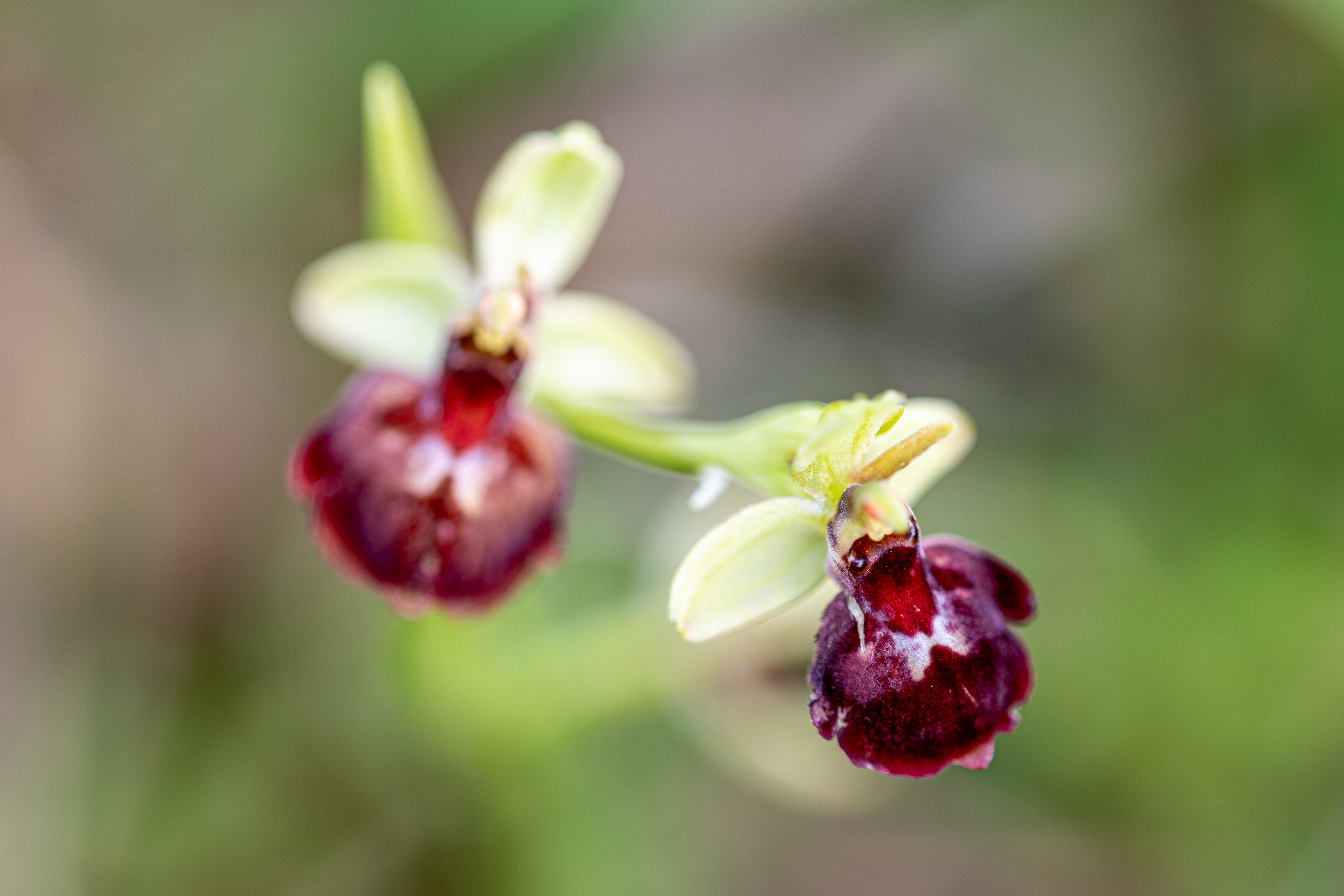 Große Spinnenragwurz (Ophrys sphegodes)