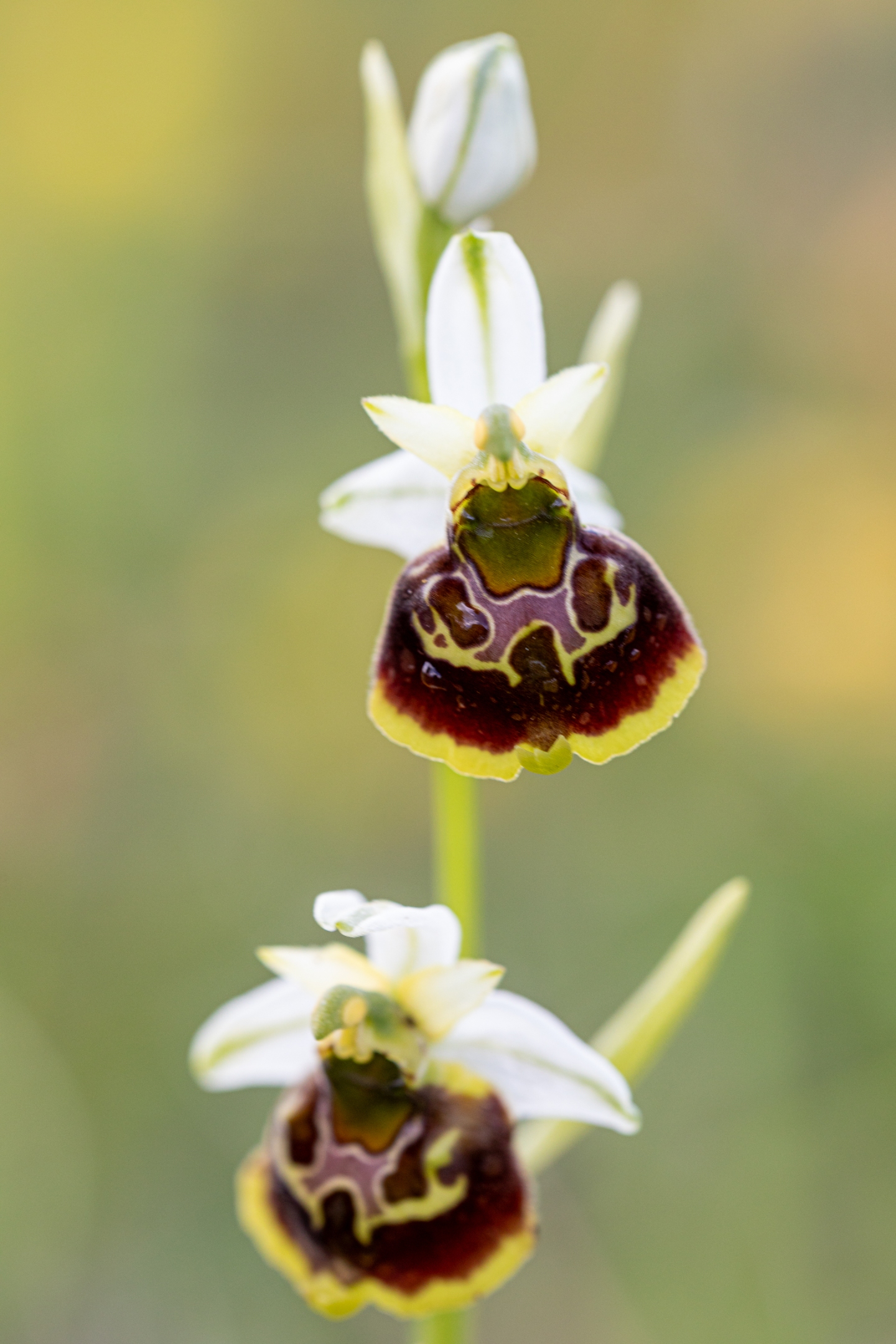 Hummelragwurz (Ophrys holoserica)