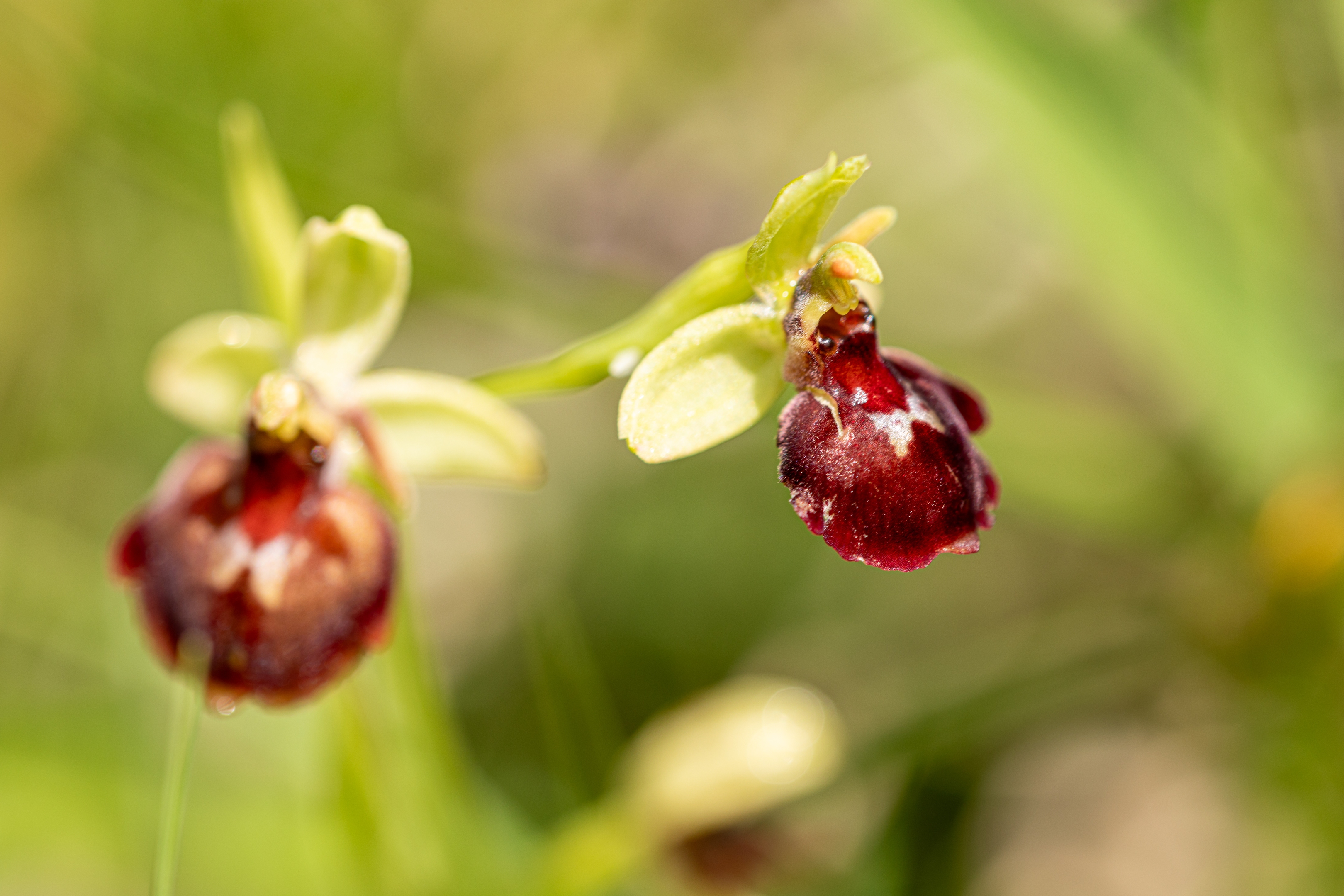 Hummelragwurz Hybride (Ophrys x holoserica)