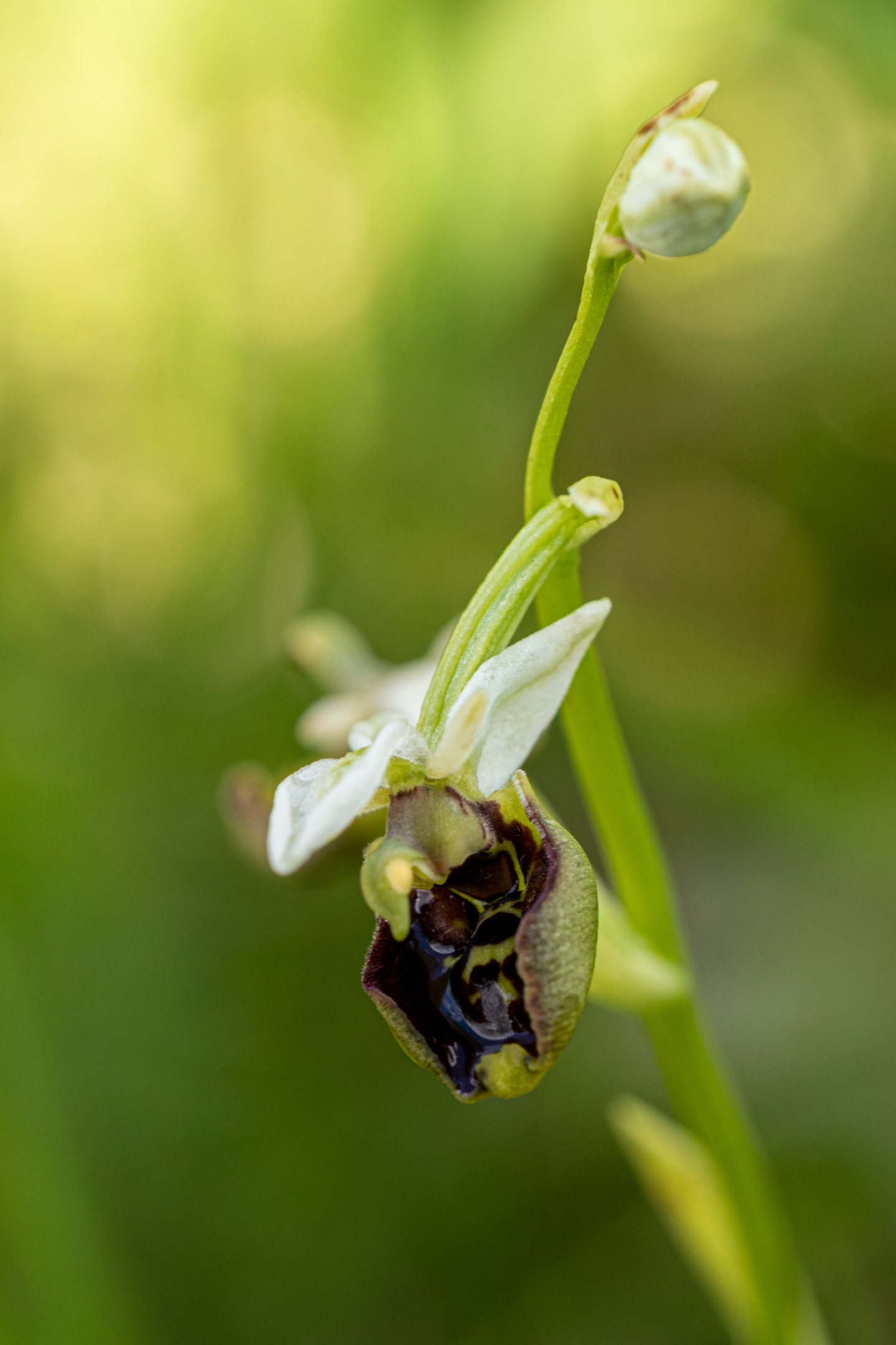 Hummelragwurz Hybride (Ophrys x holoserica)