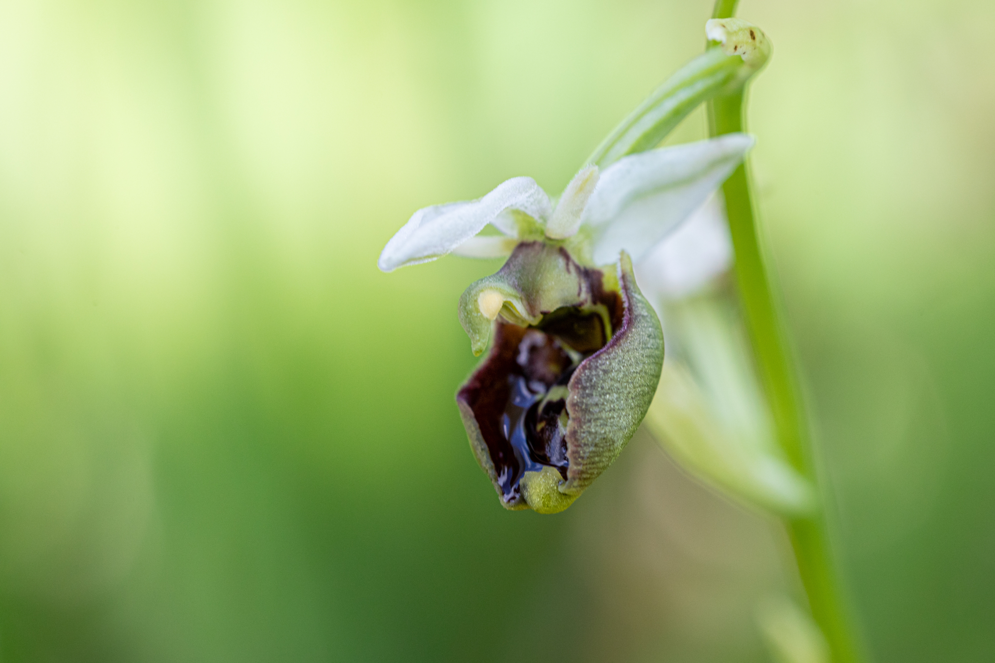 Hummelragwurz Hybride (Ophrys x holoserica)