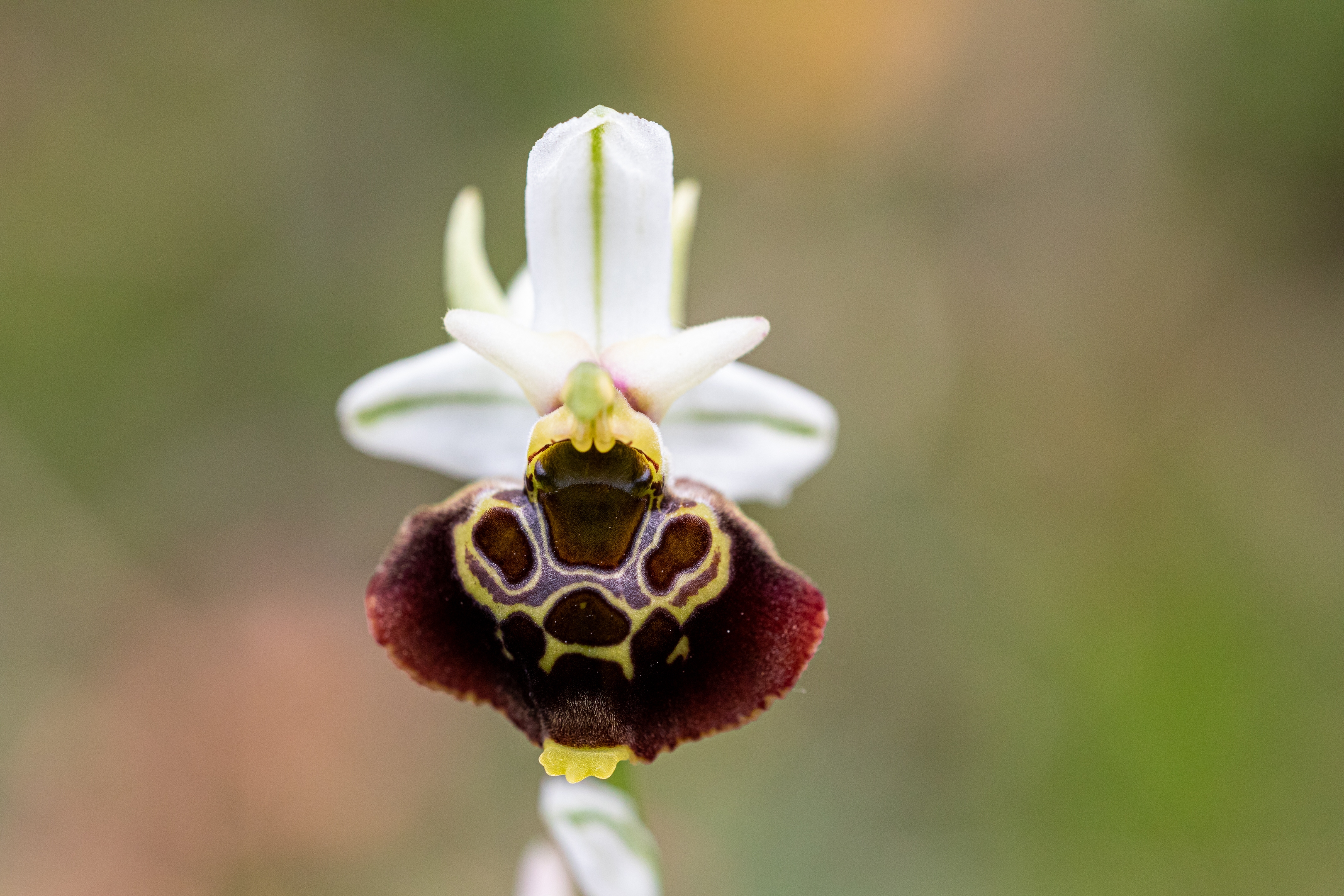 Hummelragwurz (Ophrys holoserica)