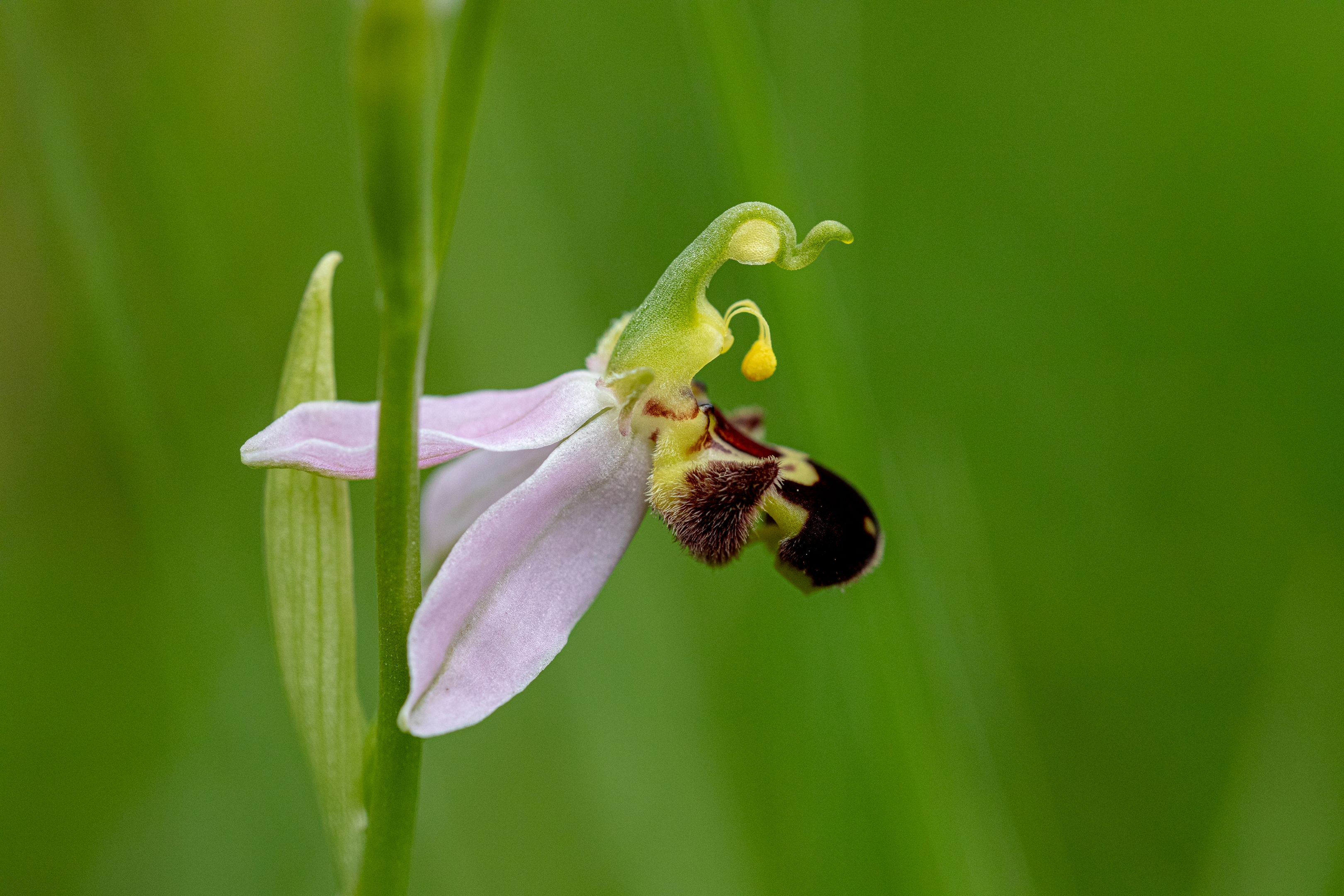 Bienenragwurz (Ophrys apifera)