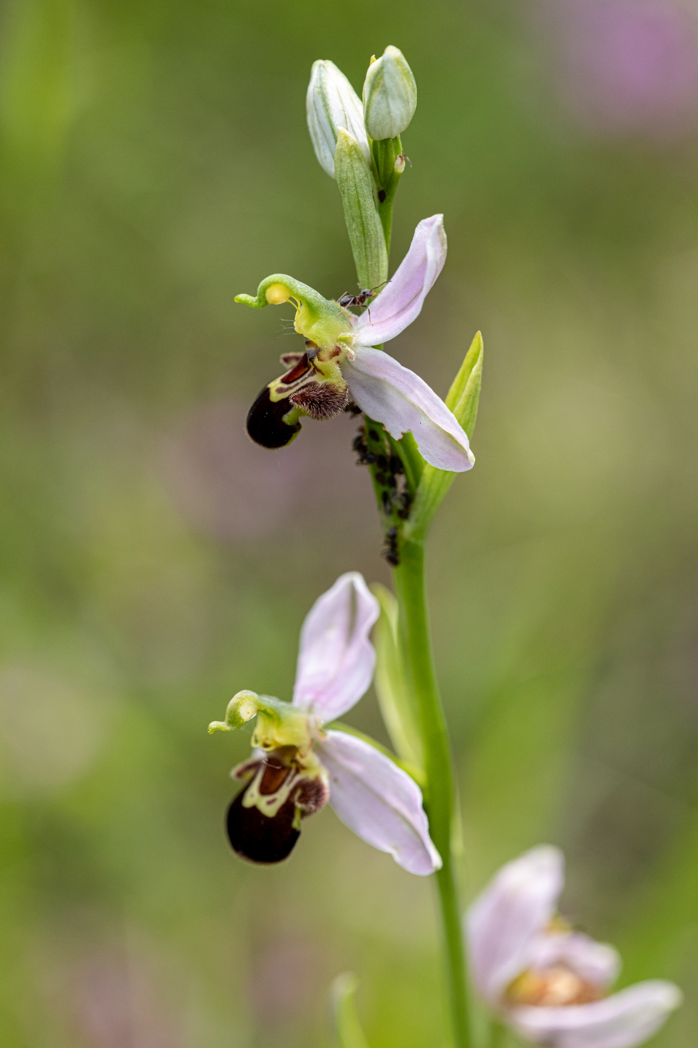 Bienenragwurz (Ophrys apifera)