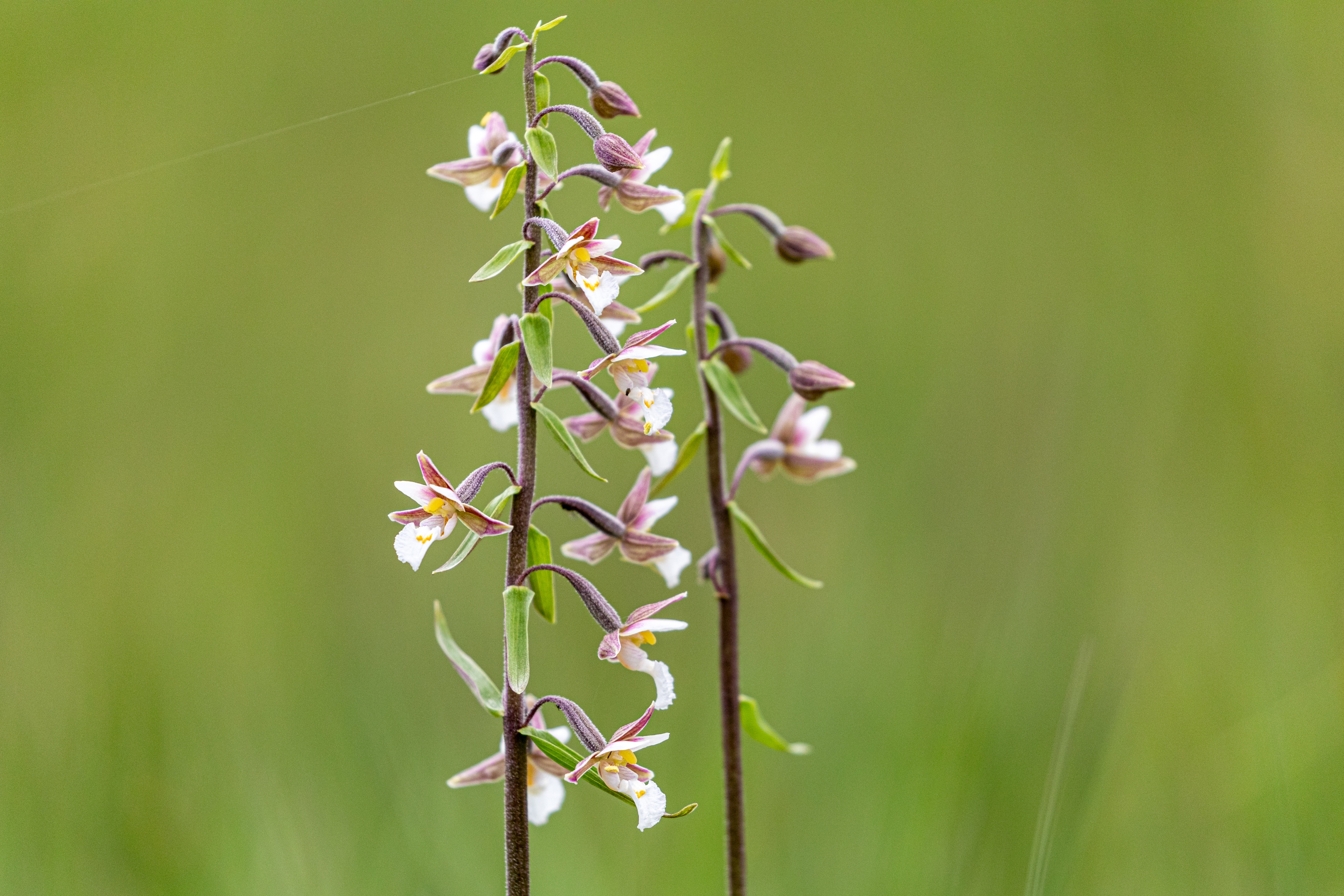 Sumpfstendelwurz (Epipactis palustris)