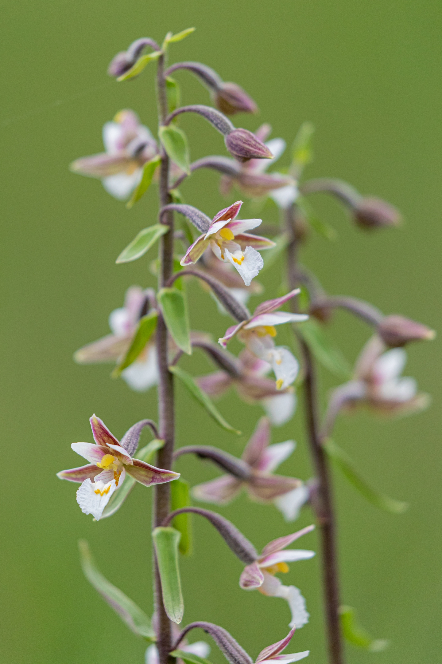 Sumpfstendelwurz (Epipactis palustris)