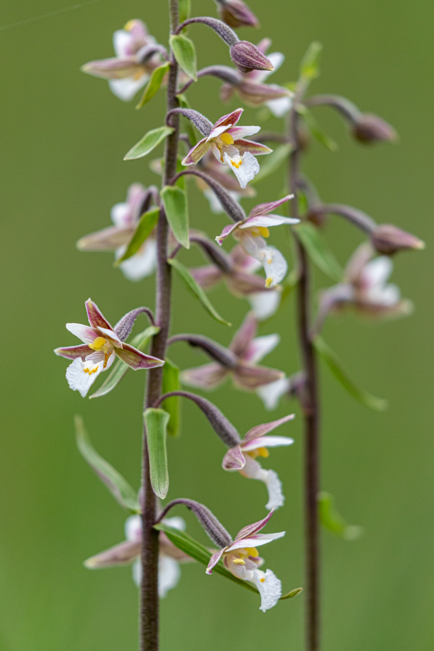 Sumpfstendelwurz (Epipactis palustris)