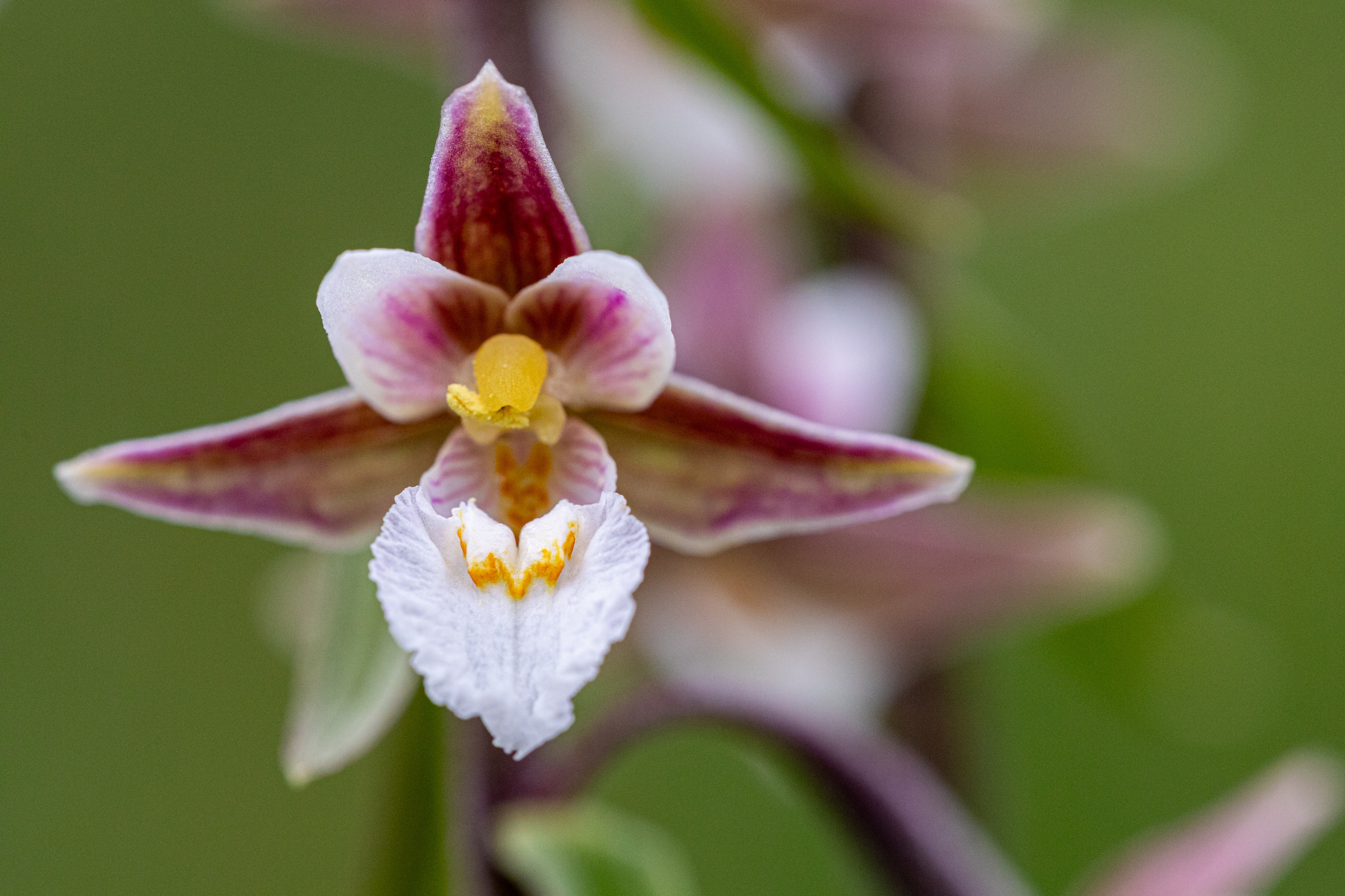 Sumpfstendelwurz (Epipactis palustris)