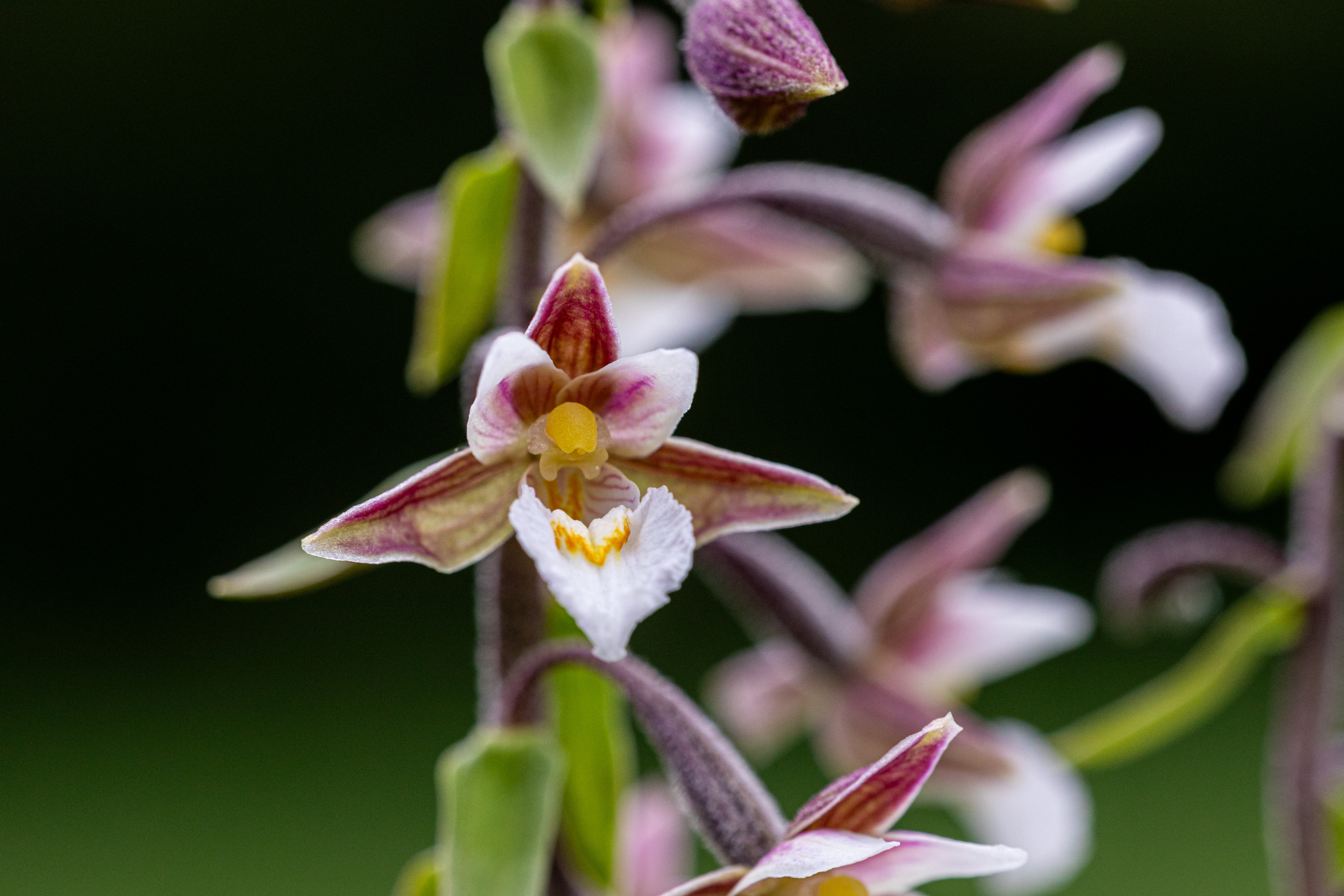 Sumpfstendelwurz (Epipactis palustris)
