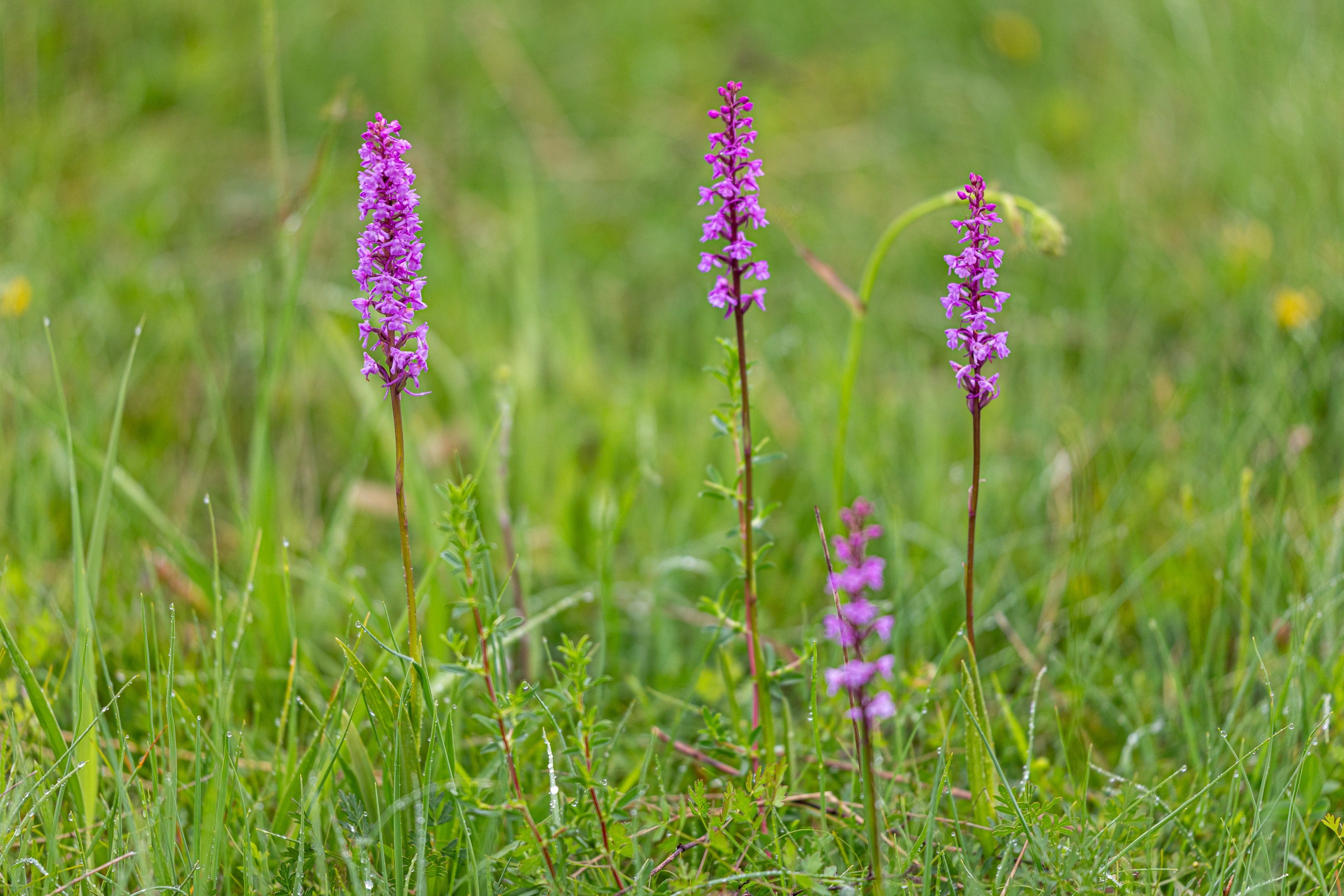 Mückenhändelwurz (Gymnadenia conopsea)