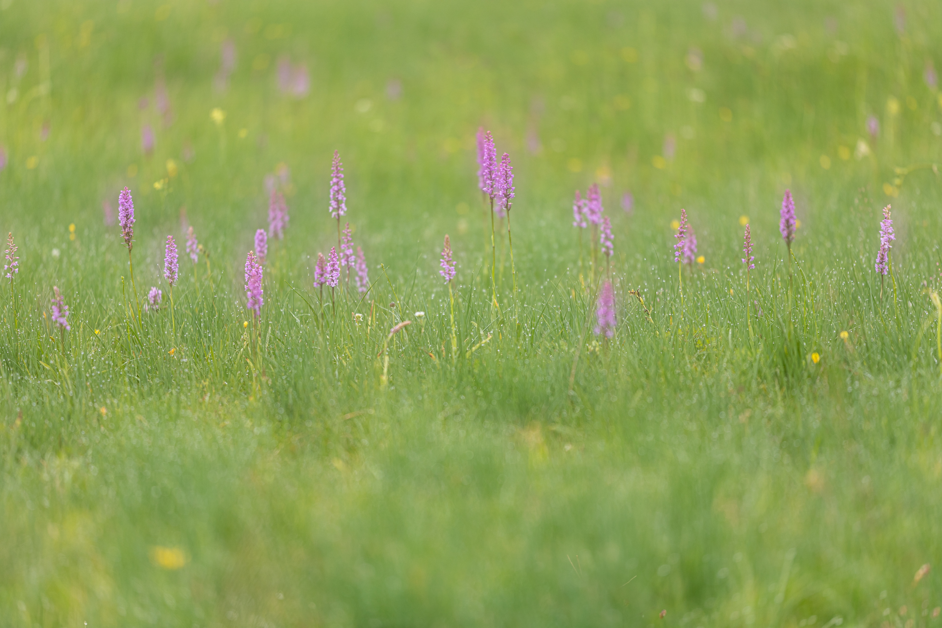 Mückenhändelwurz (Gymnadenia conopsea)