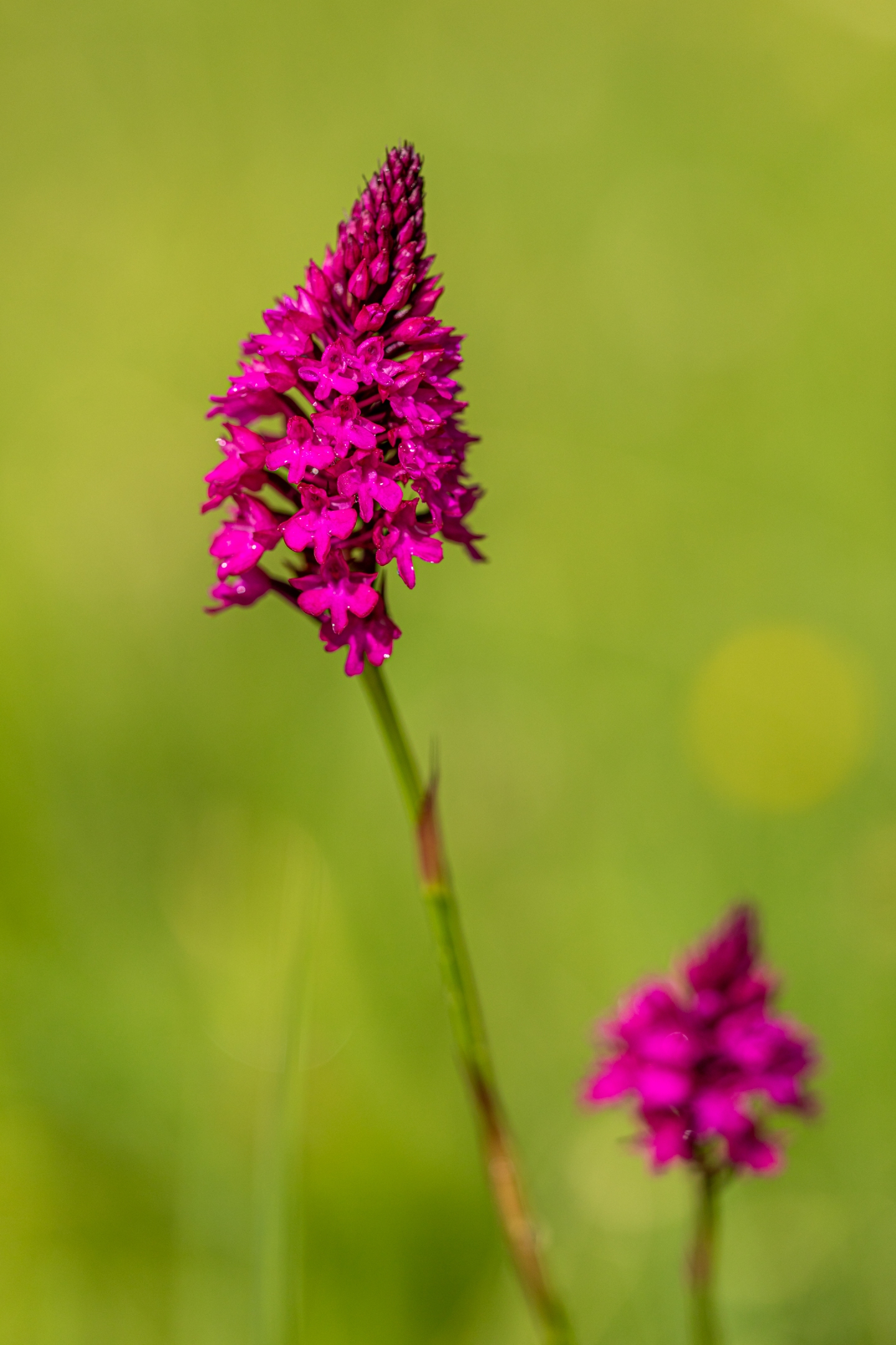 Pyramidenhundswurz (Anacamptis pyramidalis)