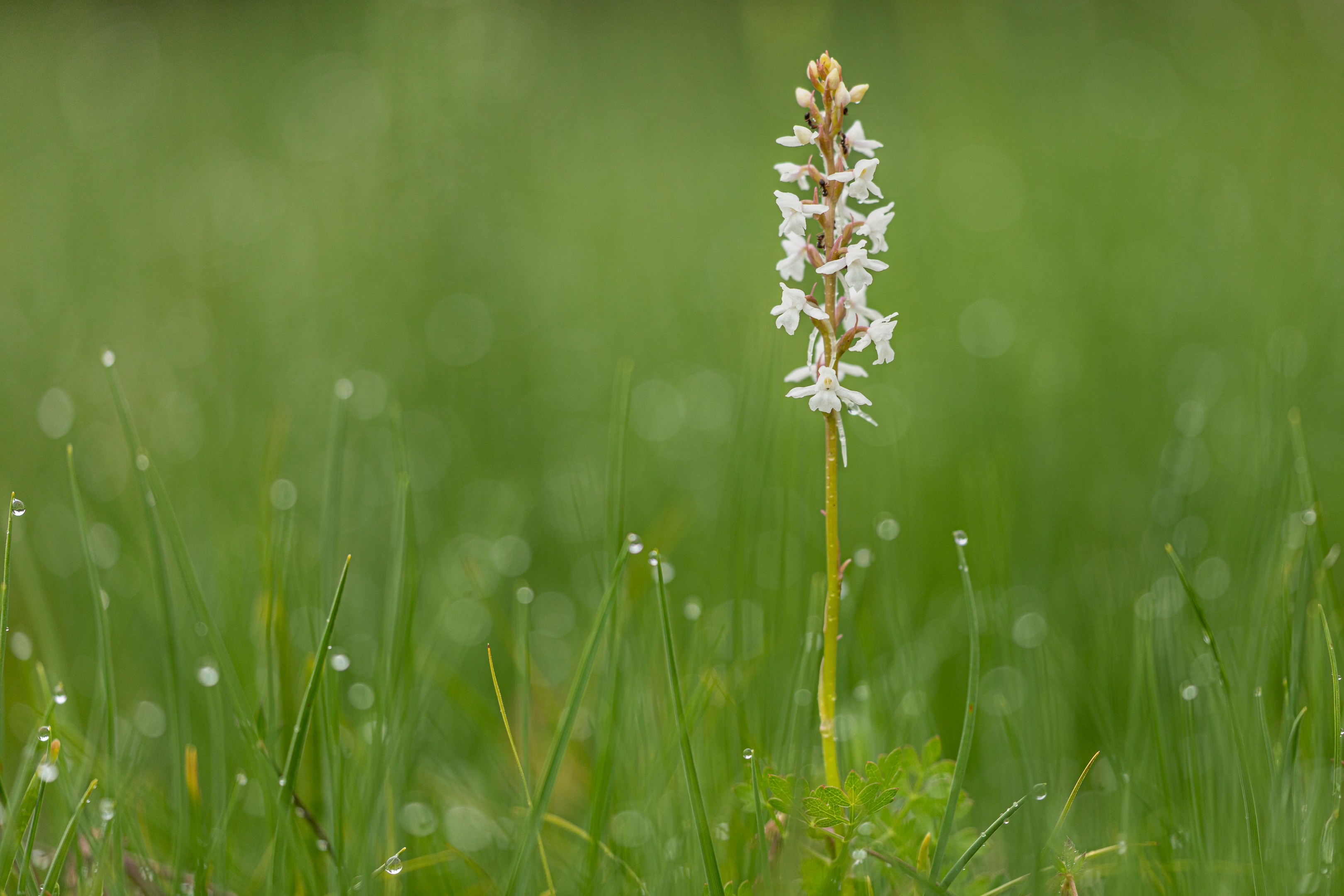 Weisse Mückenhändelwurz (Gymnadenia conopsea var. alba)